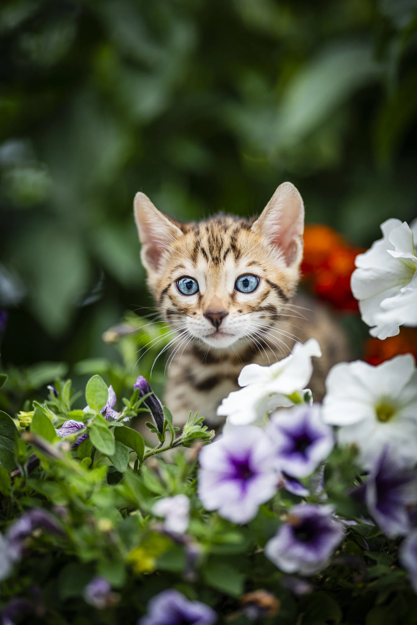 Gatitos: ¿cuántas razas de 'michis' existen y cómo son?