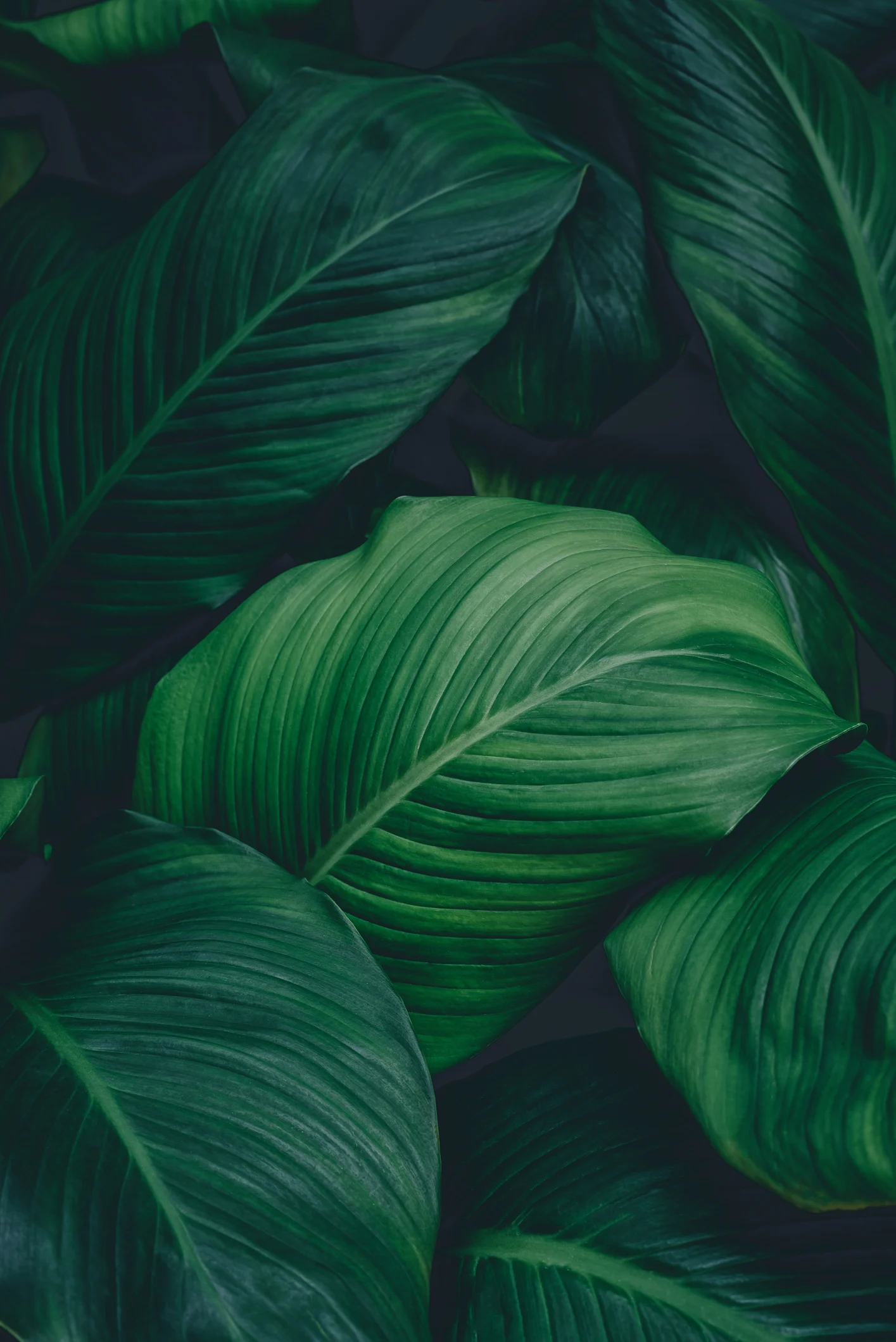 Plants Appear to Be Breaking Biochemistry Rules by Making 'Secret Decisions'