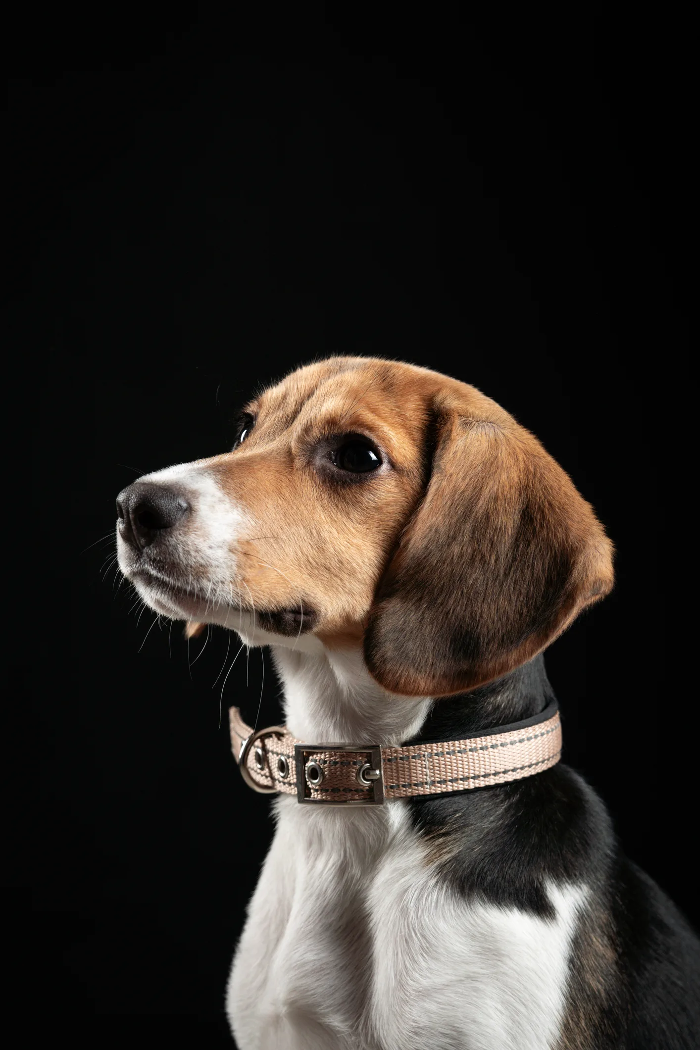 Un estudio afirma que los perros son capaces de reconocer distintos idiomas