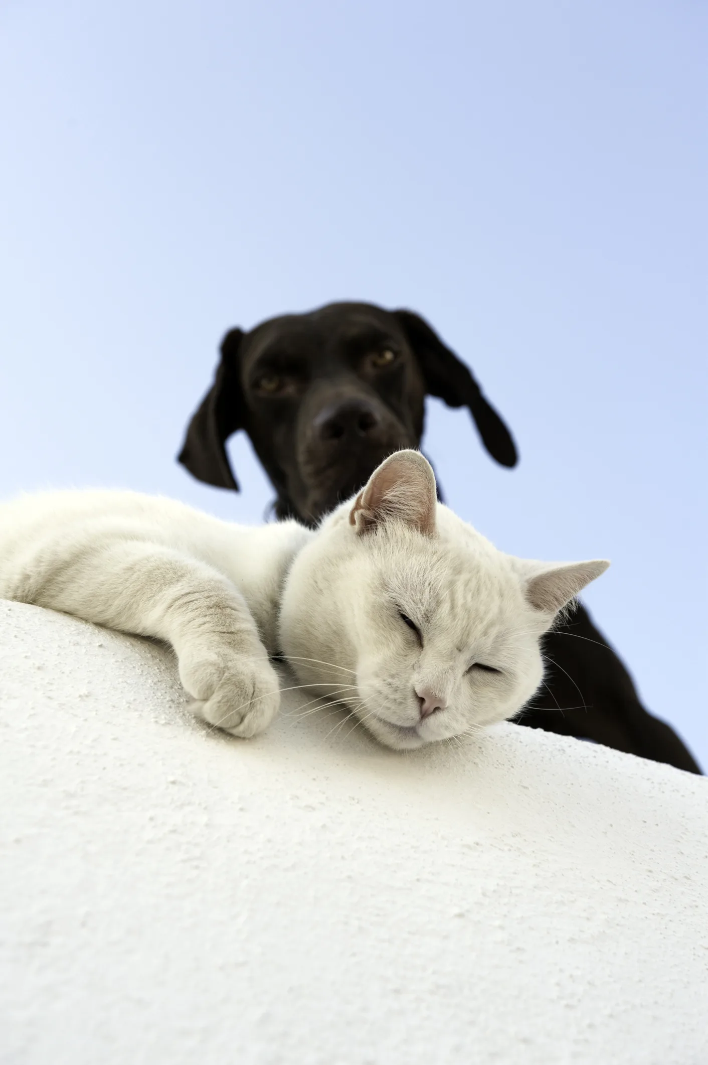 坂上忍、犬猫の生体販売「やめてみませんか？」　動物が保護される背景