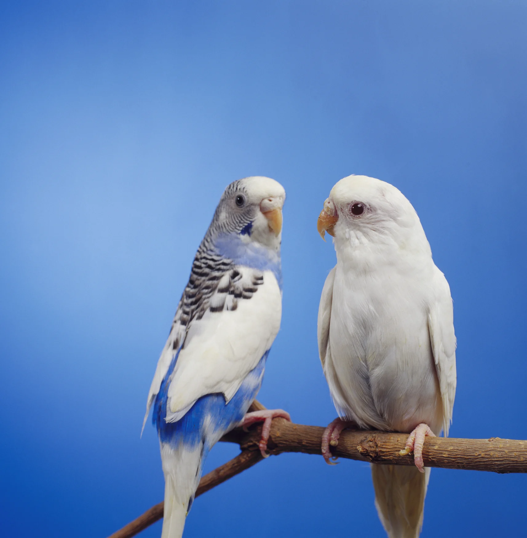 かまってほしくて…必死のアピールを続けるインコの姿に3万いいね 「付き合ってるカップルみたい」