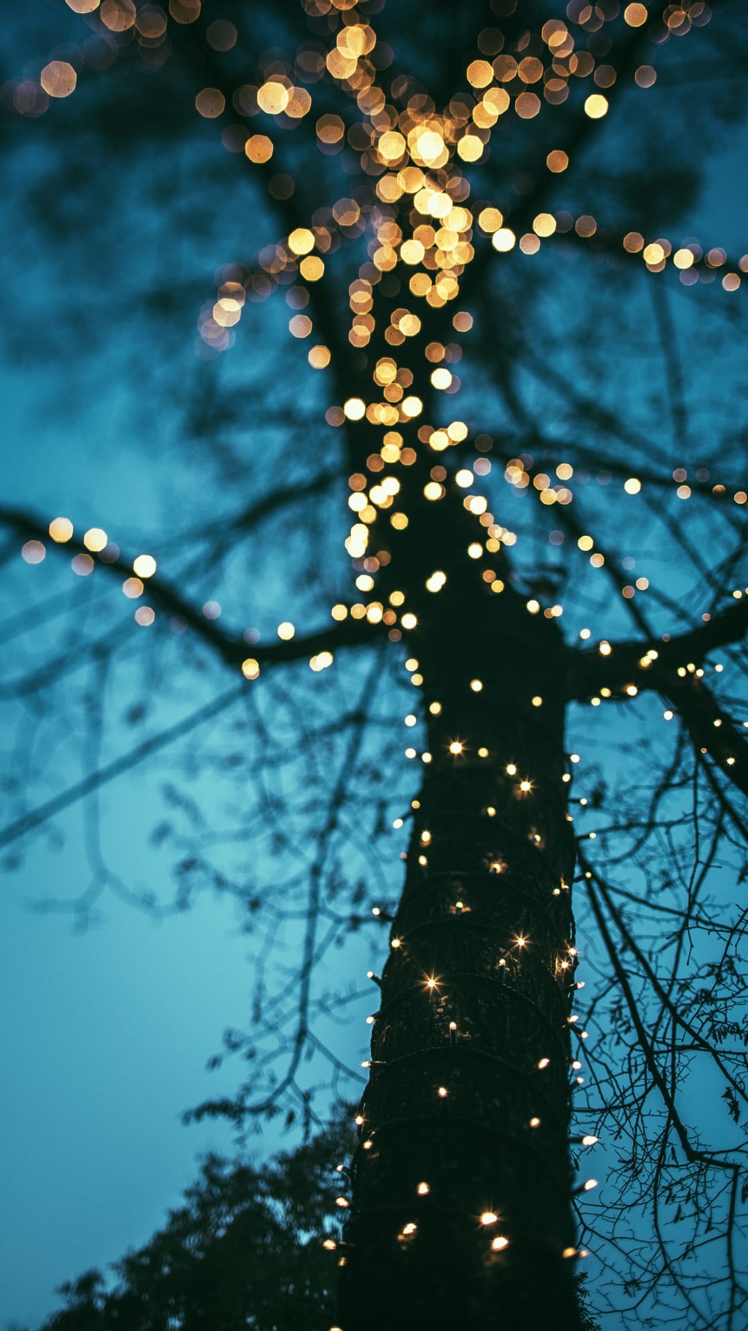 Neighbour reports man’s Christmas lights