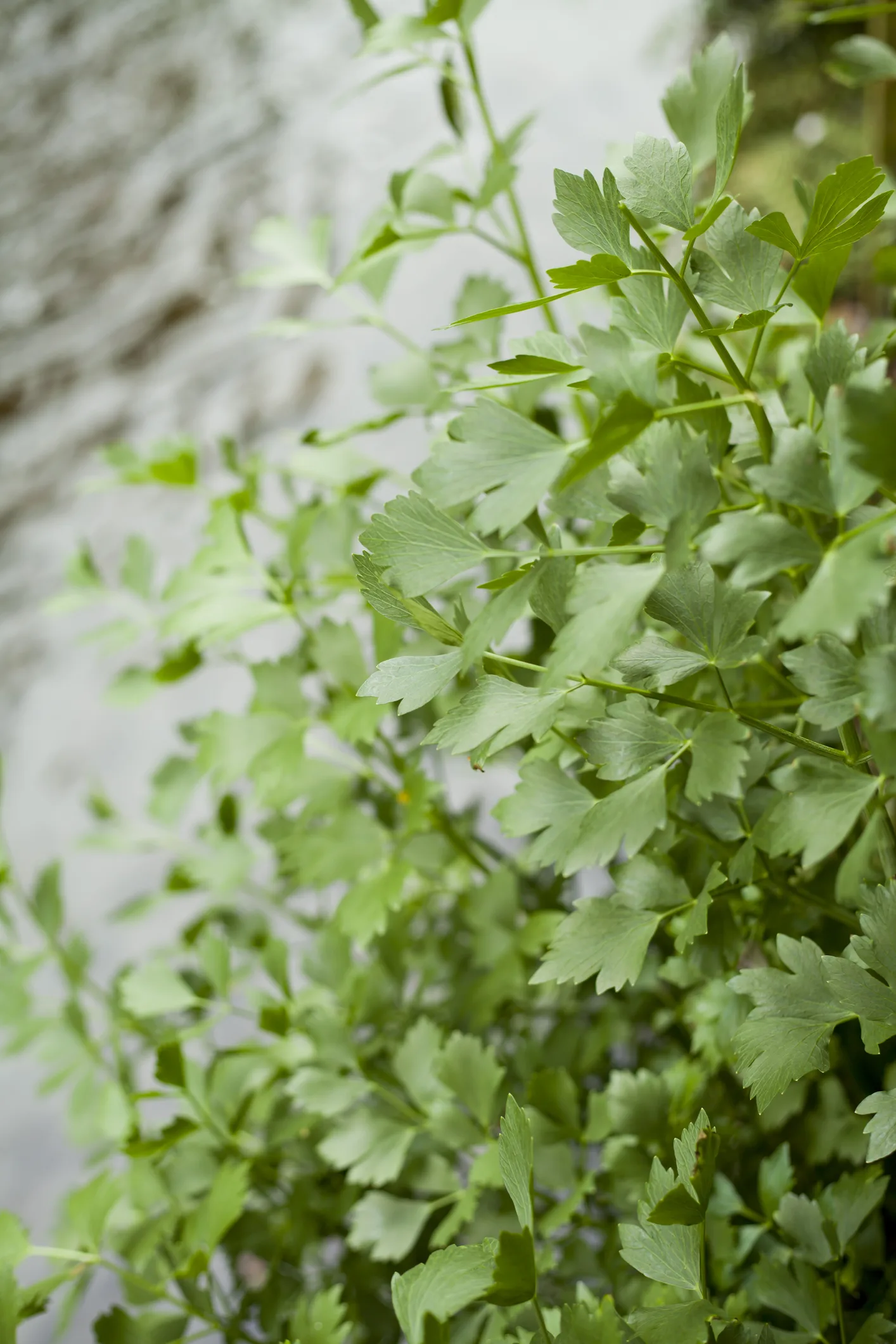 4 Unusual Herbs to Grow at Home