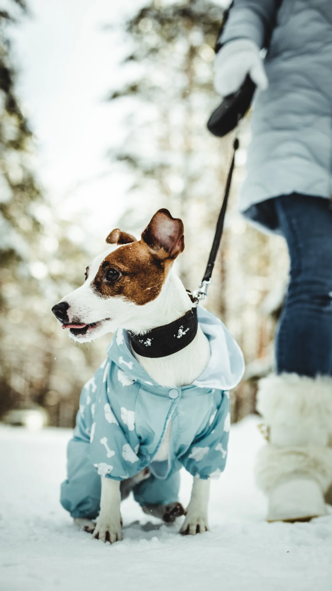 Paseos más divertidos, 3 consejos para que tu perro no tire de la correa