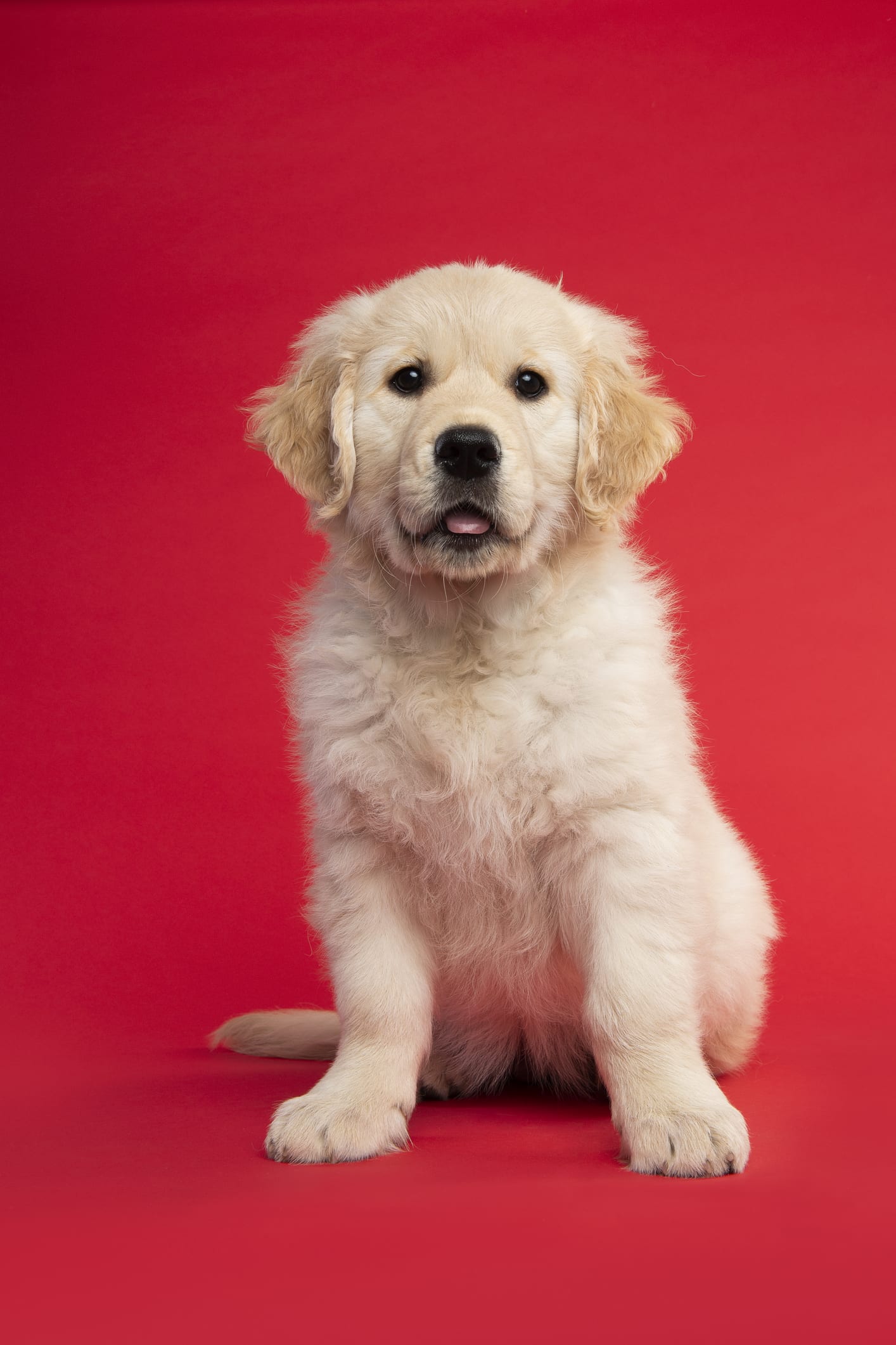 ¿Cuáles son las etapas de la vida de tu perro? Una guía breve para entender las necesidades de tu mejor amigo