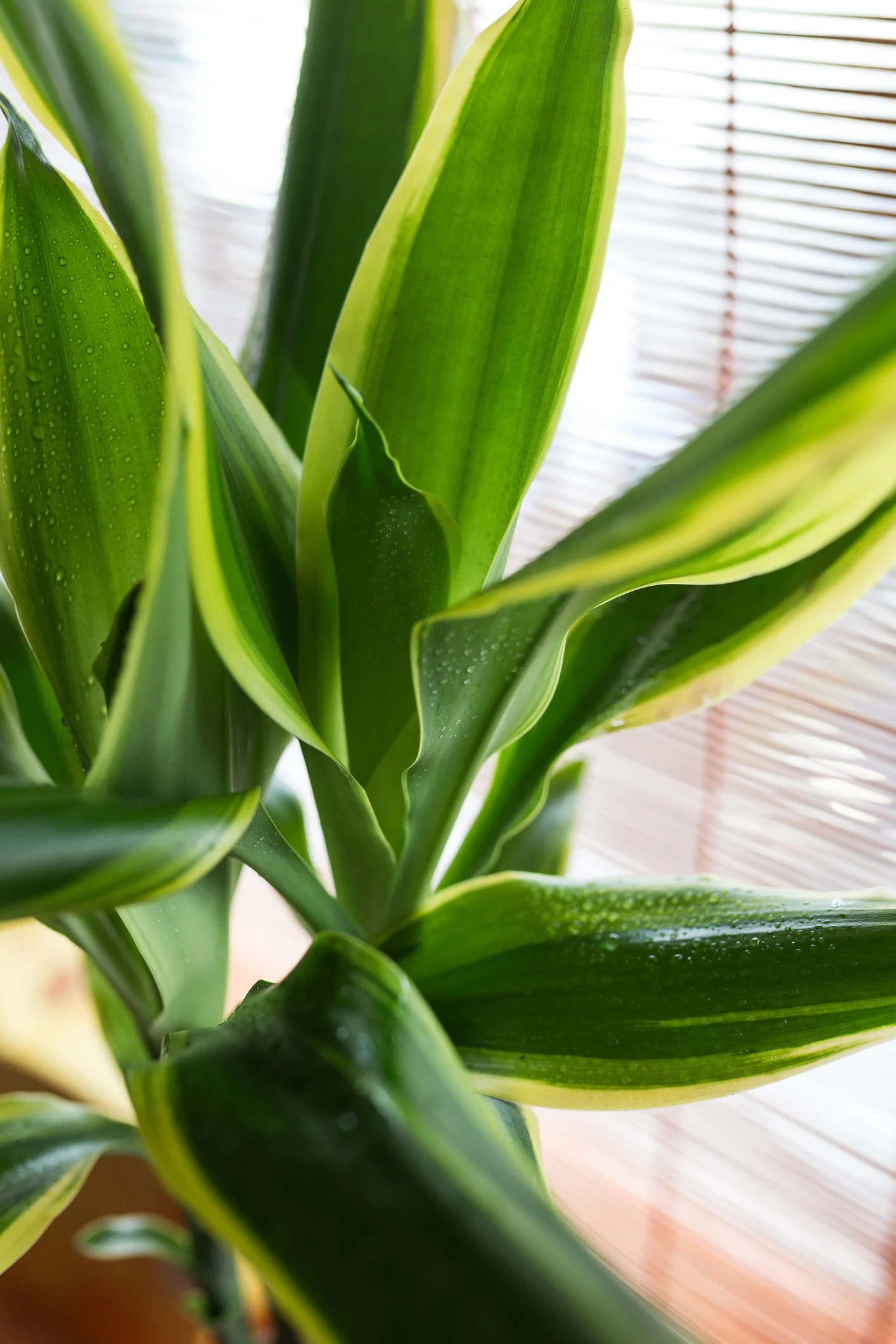 Qué significa según el Feng Shui cuando el palo de Brasil florece