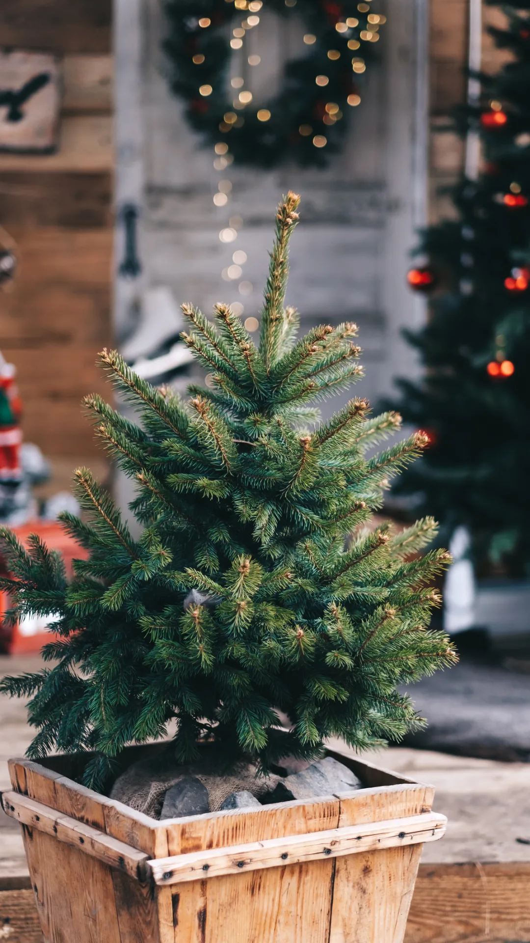 Weihnachtsbaum länger frisch halten: So verliert die Tanne keine Nadeln