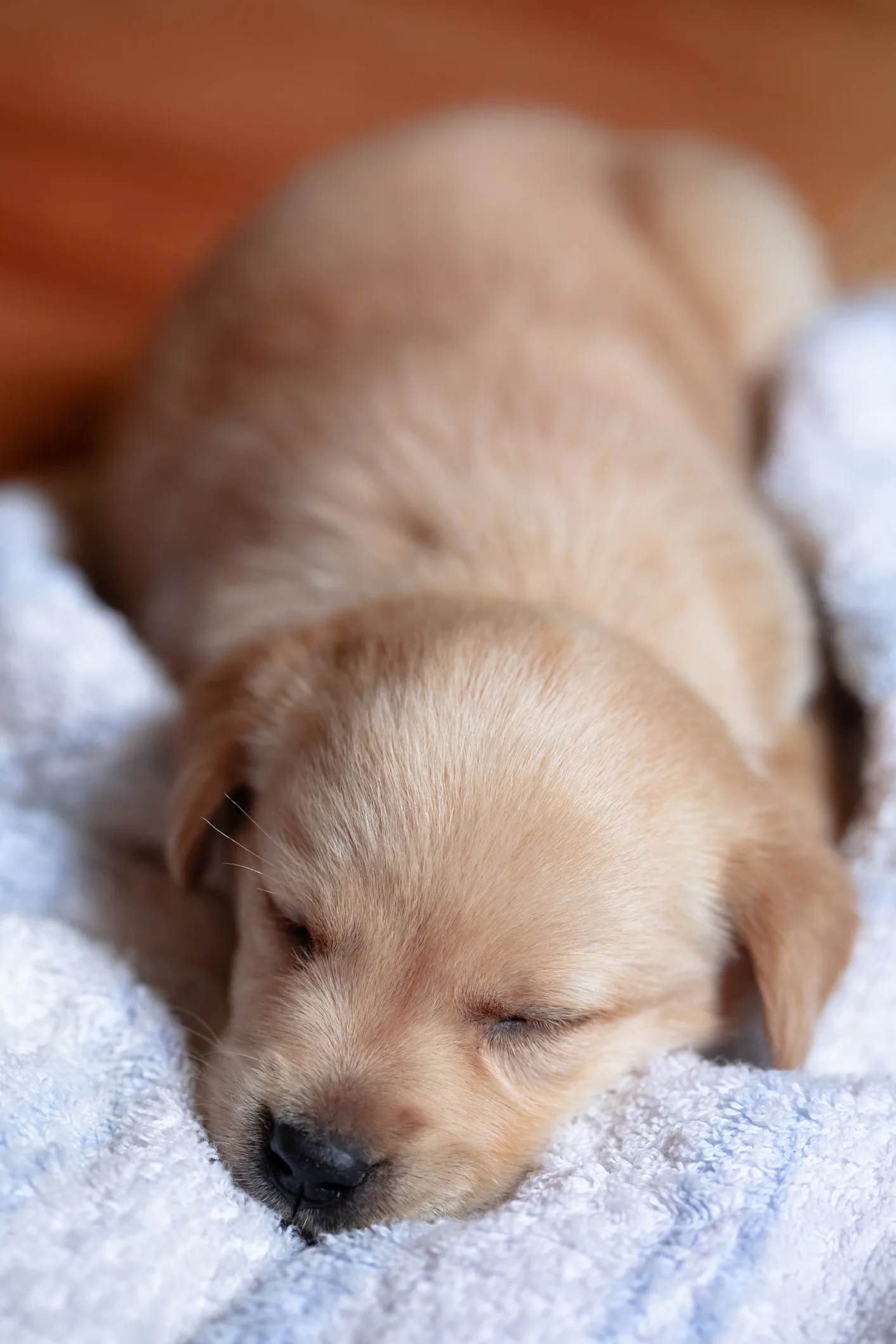 「睡眠薬」「睡眠改善薬」「睡眠導入剤」ってどう違う？　薬剤師に聞く