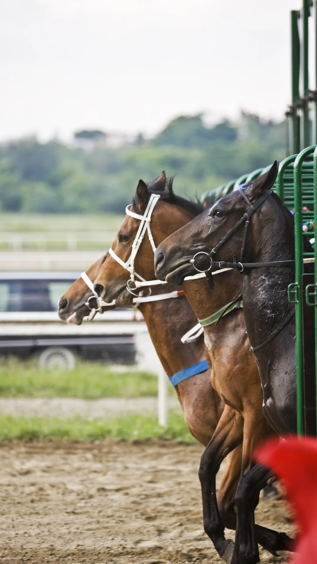 Racing serves up joy and sorrow for new owner