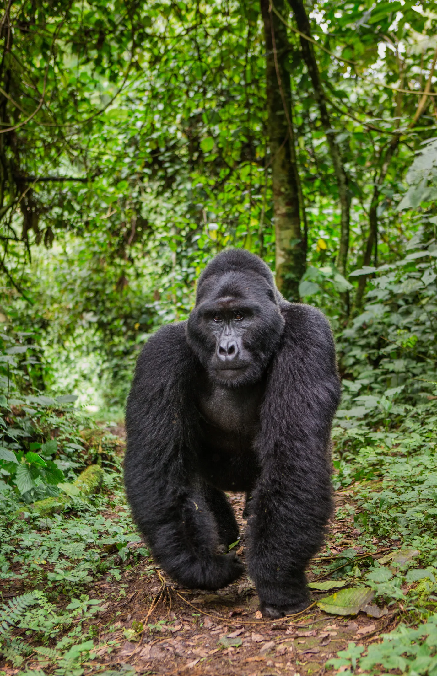 In Africa gli scimpanzé uccidono i gorilla, “E’ la prima volta, è colpa del surriscaldamento climatico e della fame”