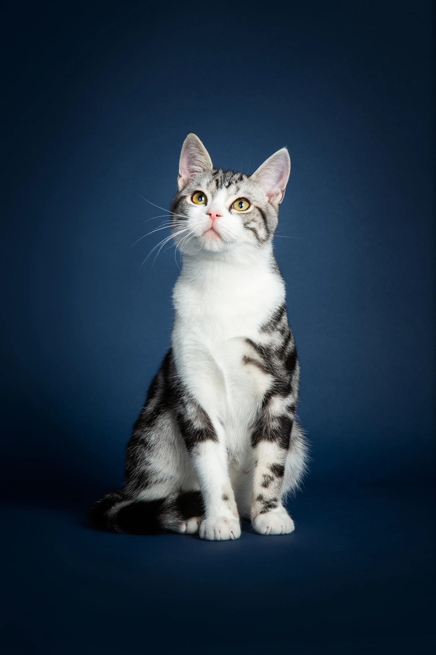 3 señales que indican que tu gato te quiere