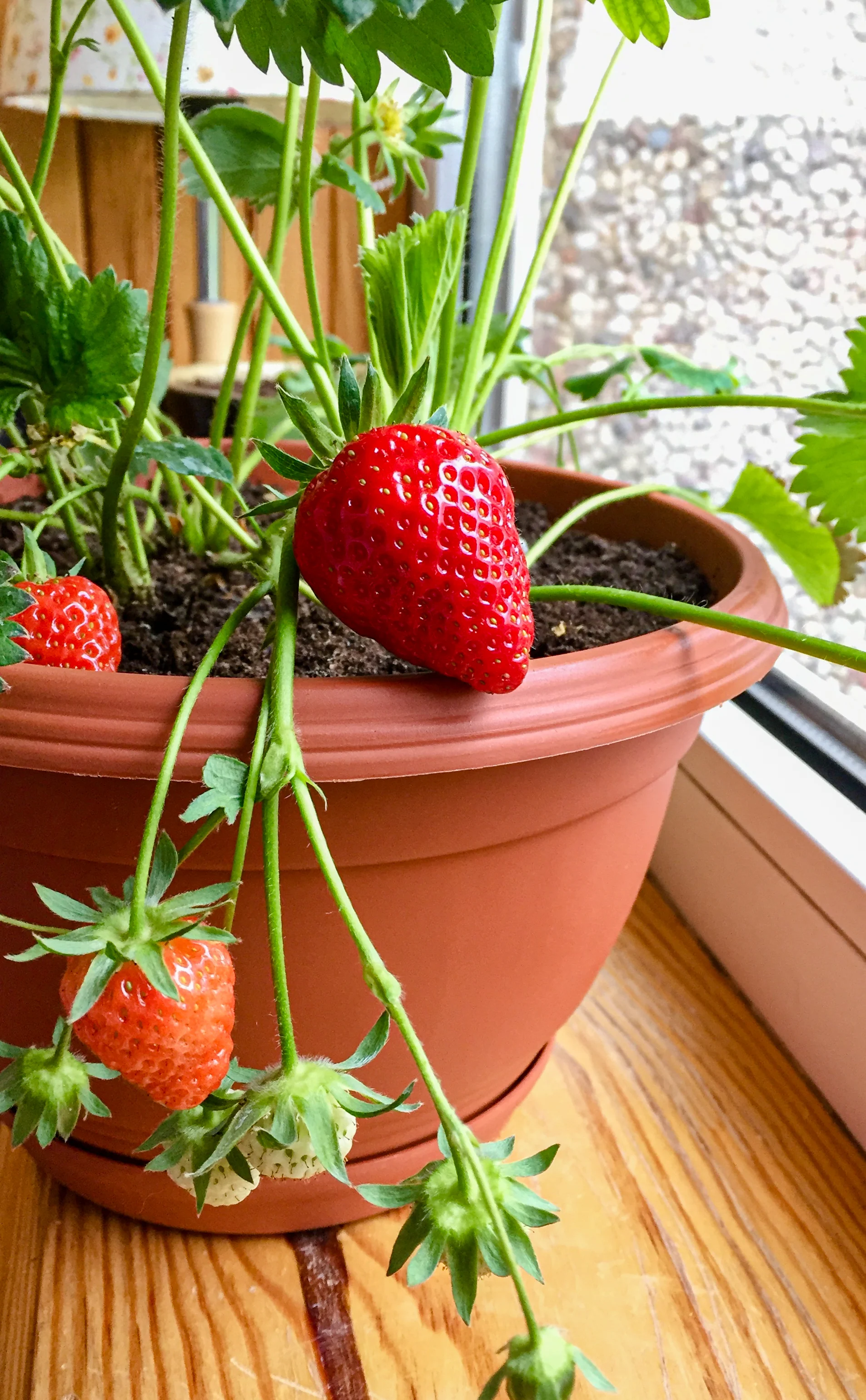 Cómo cultivar fresas en macetas, así puedes tener tus propias frutas