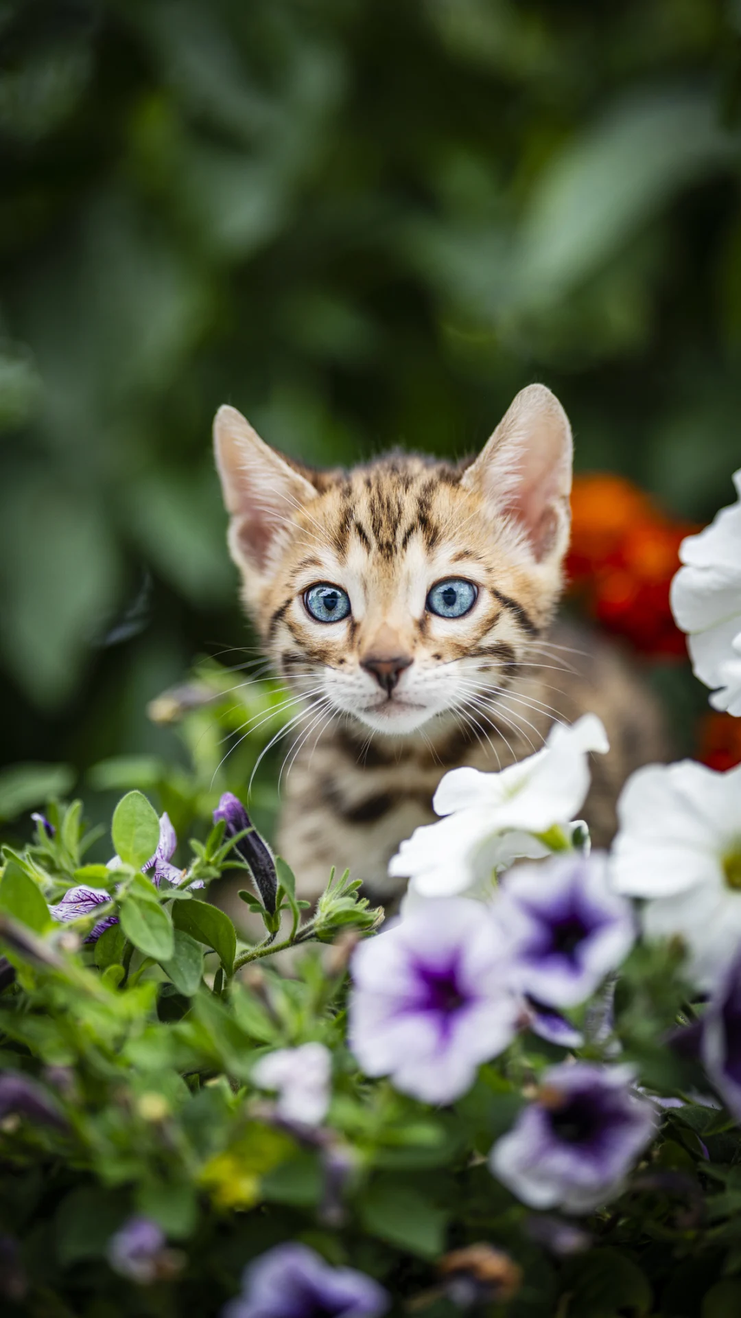 How to Keep Dogs and Cats Out of Your Garden