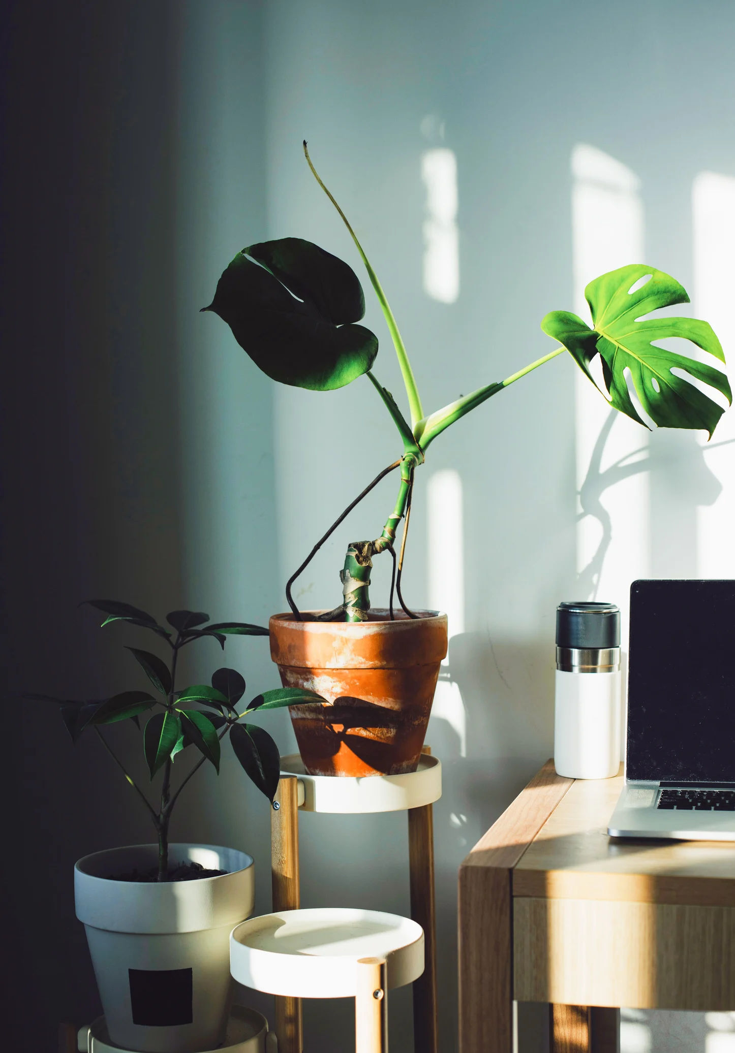 Hack shows how to keep your plants watered while you're on holiday