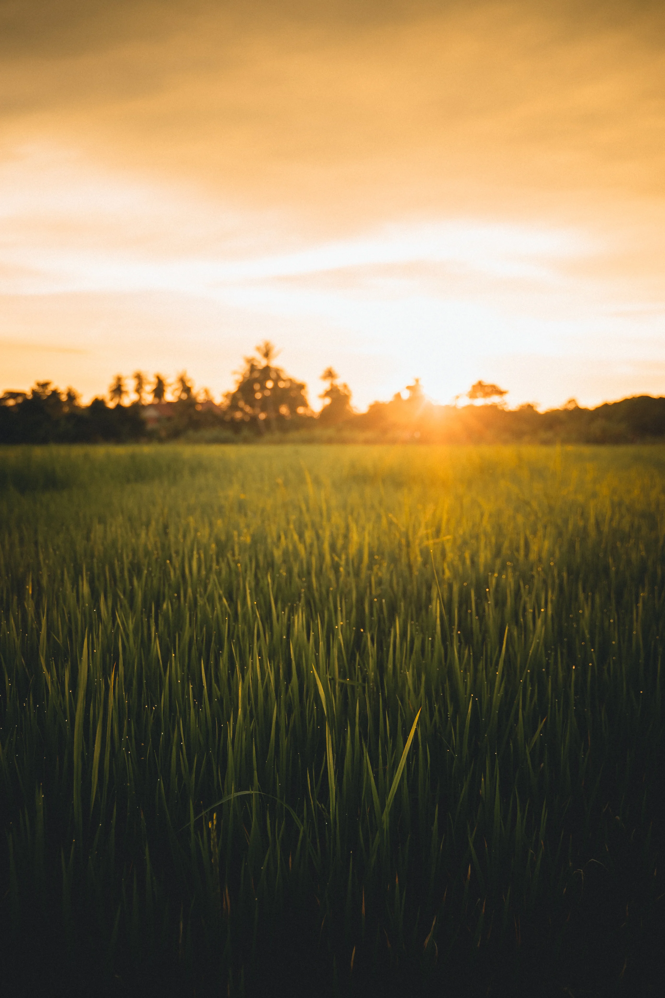 Gieo lúa 'ngon nhất thế giới' trên núi đồi