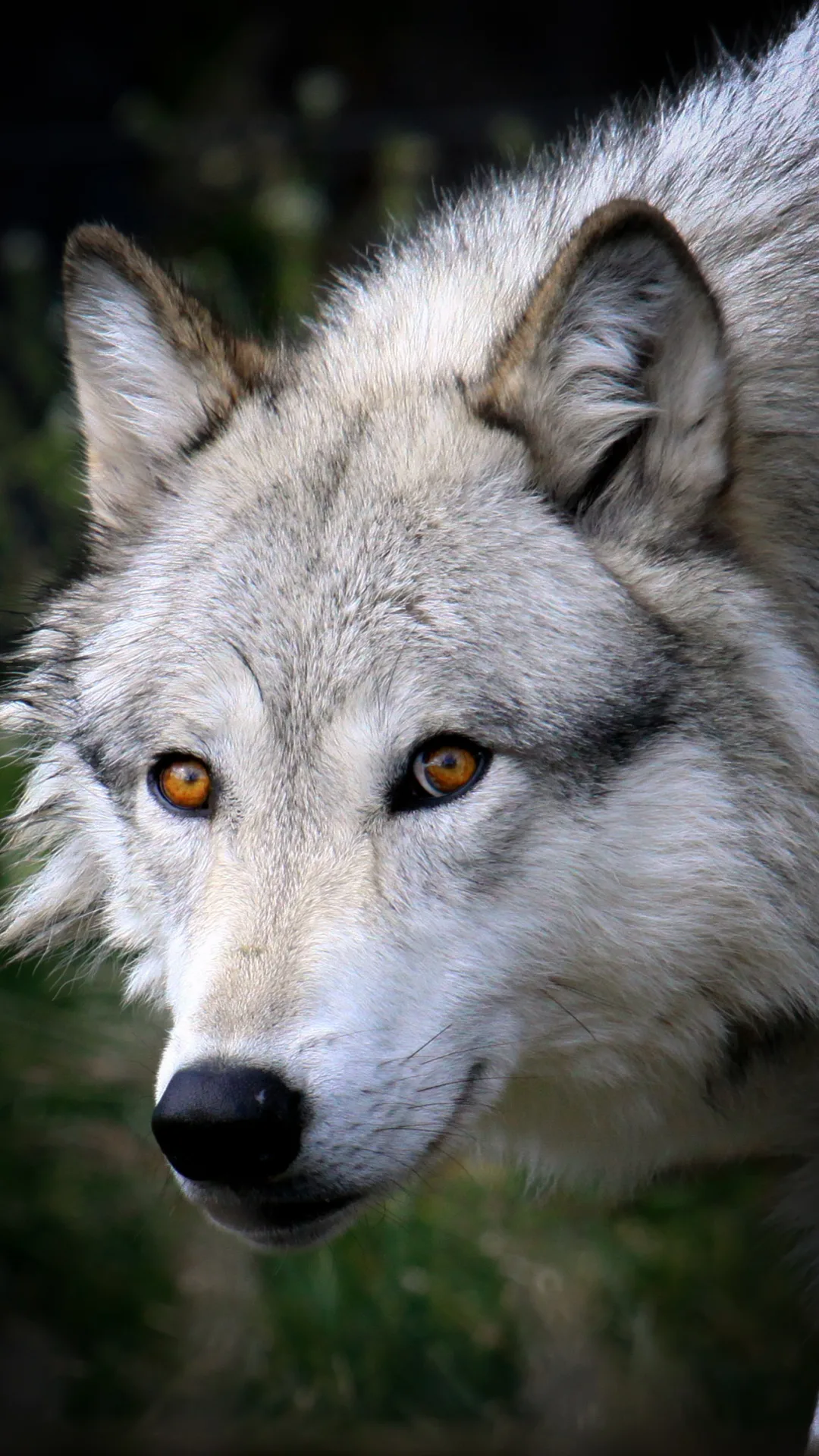 Wisconsin's grey wolves fell 30% in one year from illegal hunting