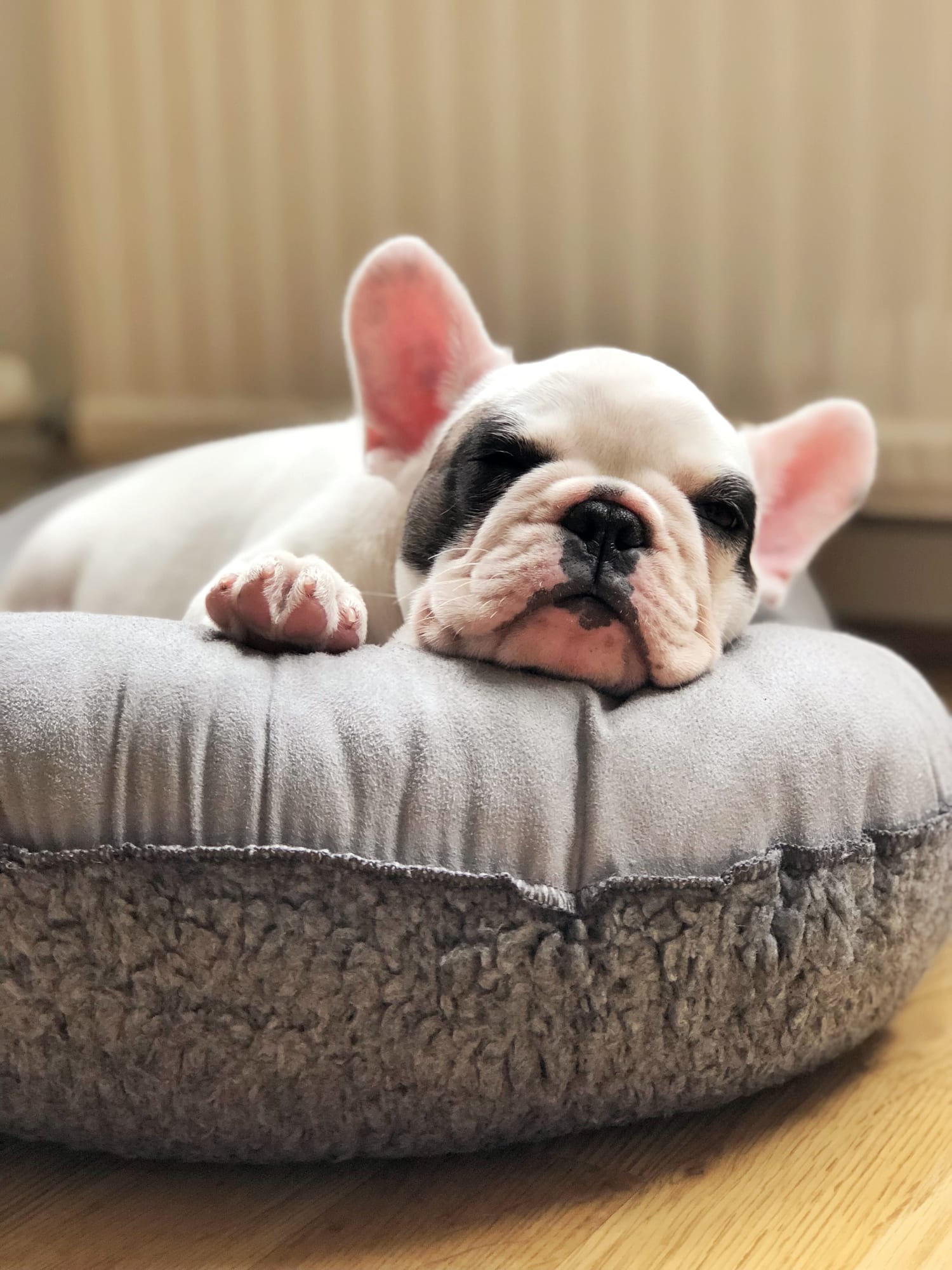 Is your dog showing signs of depression and anxiety? Here's how to help