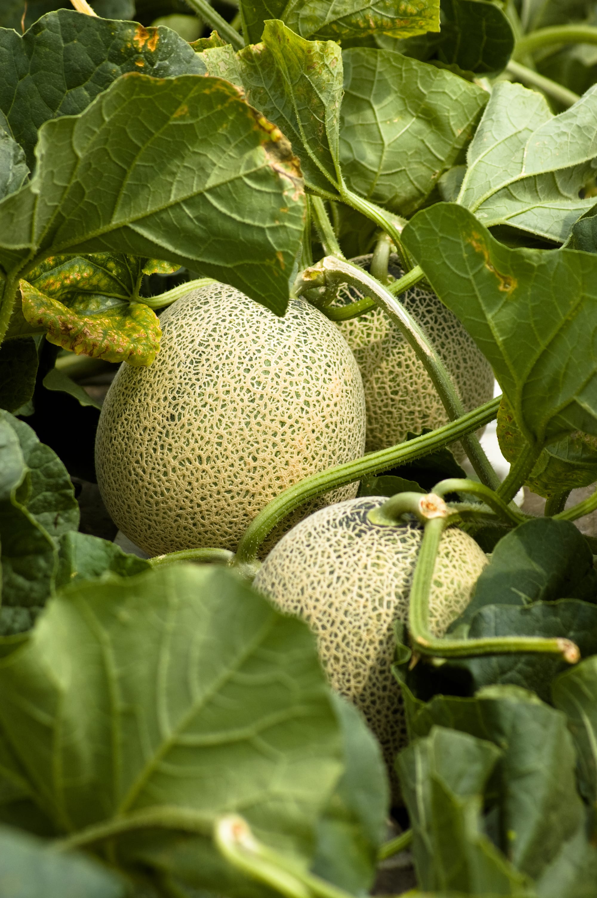 أغرب وأغلى أنواع الفاكهة حول العالم.. القطعة الواحدة بـ23 ألف دولار... تفاصيل