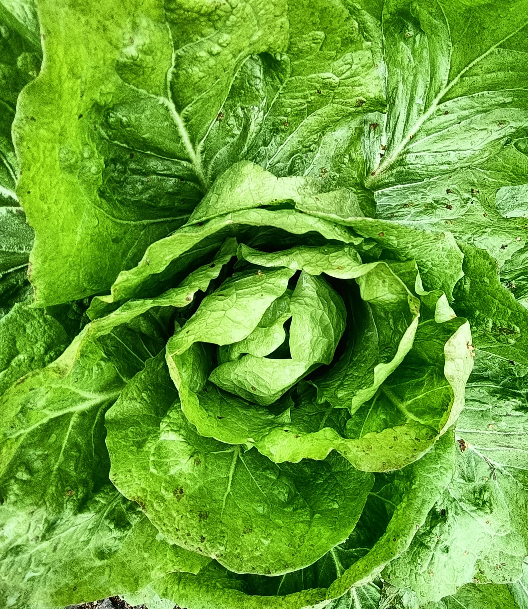 فوائد مدهشة للخس تفوق التوقعات | المطبخ الشامي