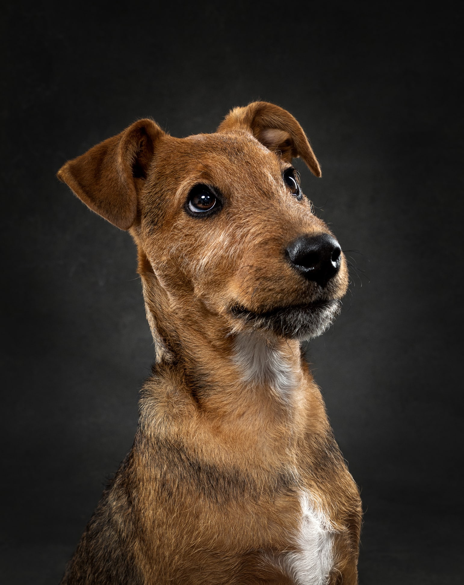 Cães entendem em média 89 palavras e frases humanas, revela estudo