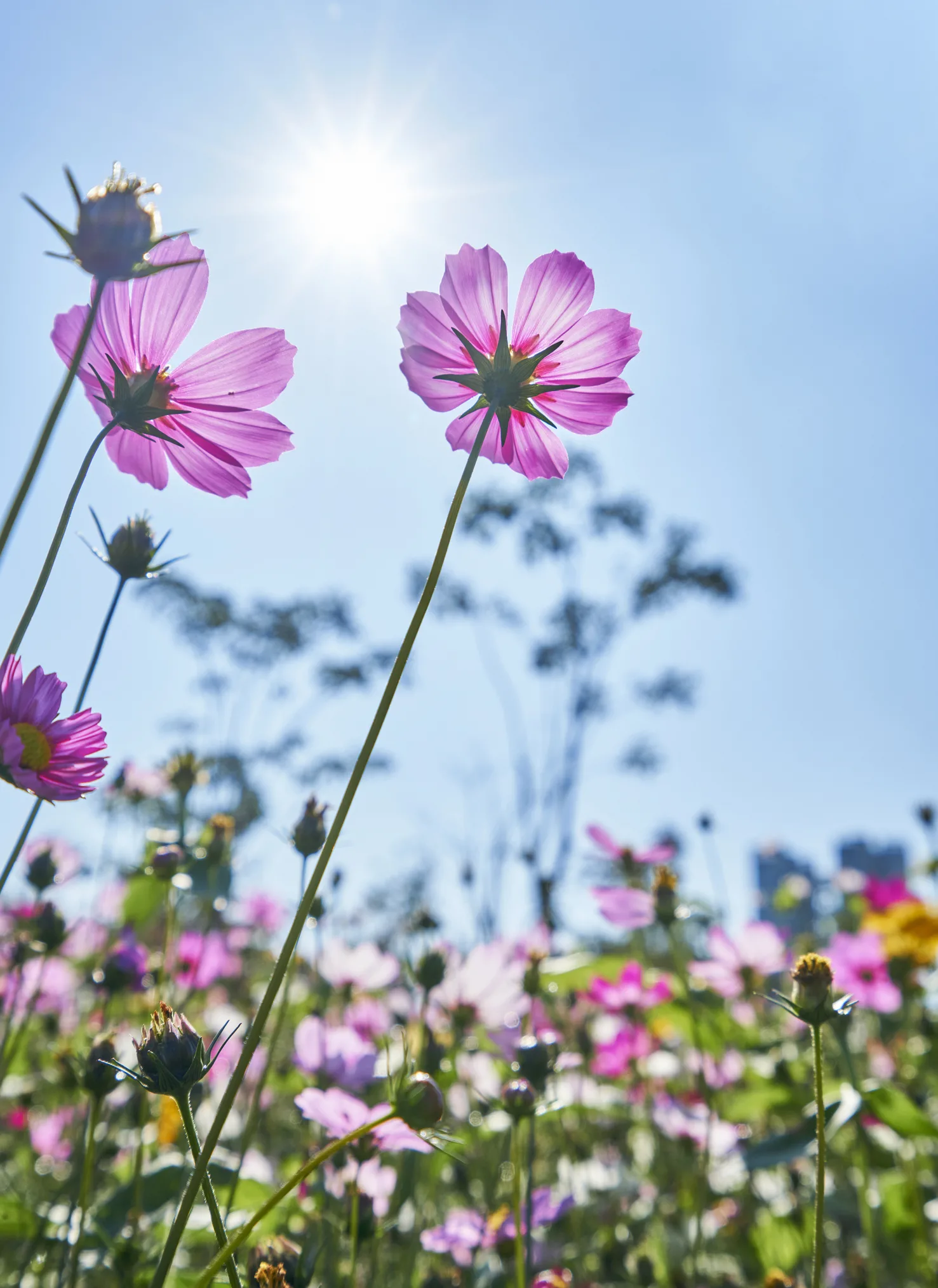 Hermosas, 3 plantas que florecen todo el año