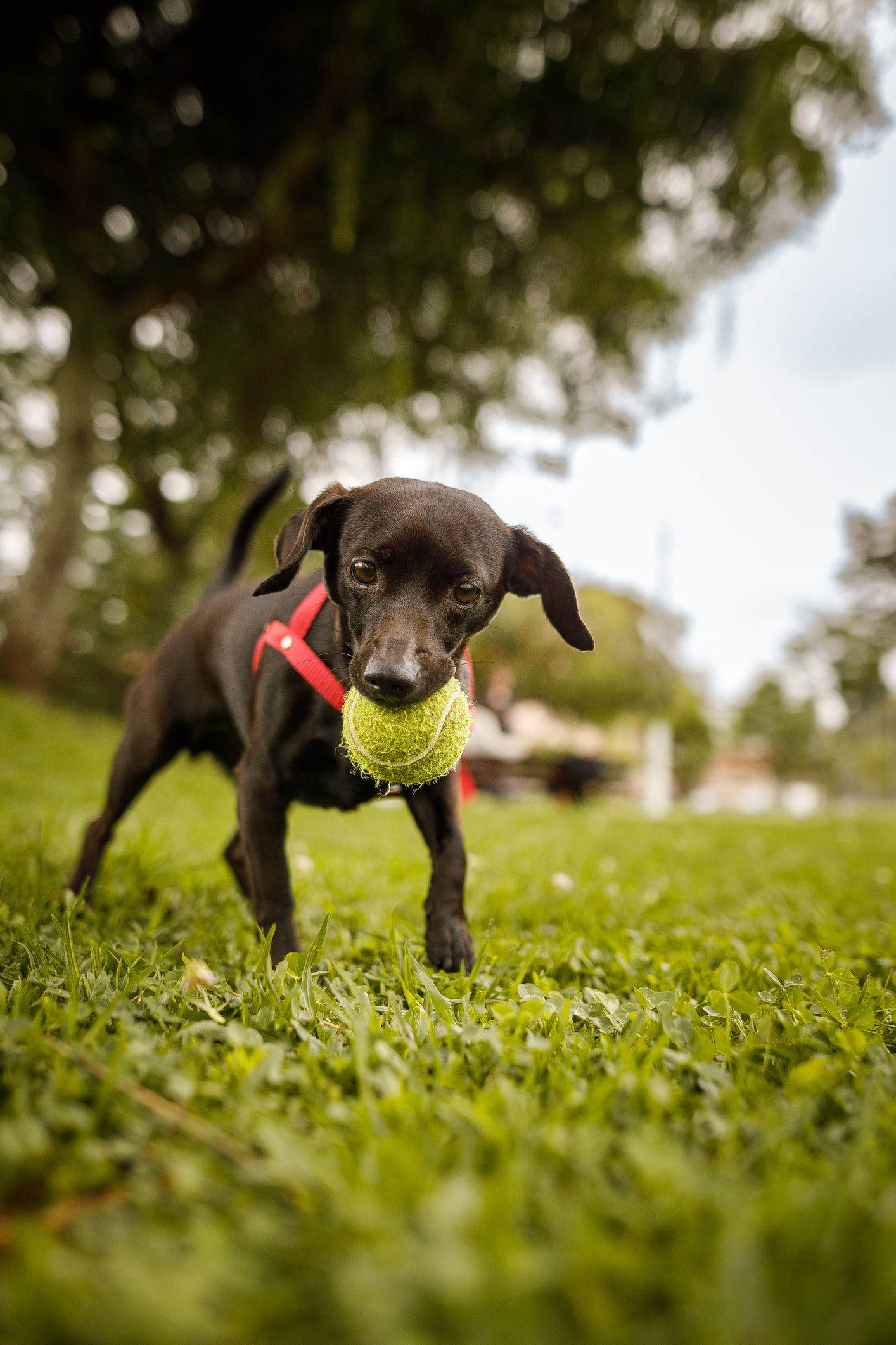 25 datos curiosos sobre los perros que te sorprenderán