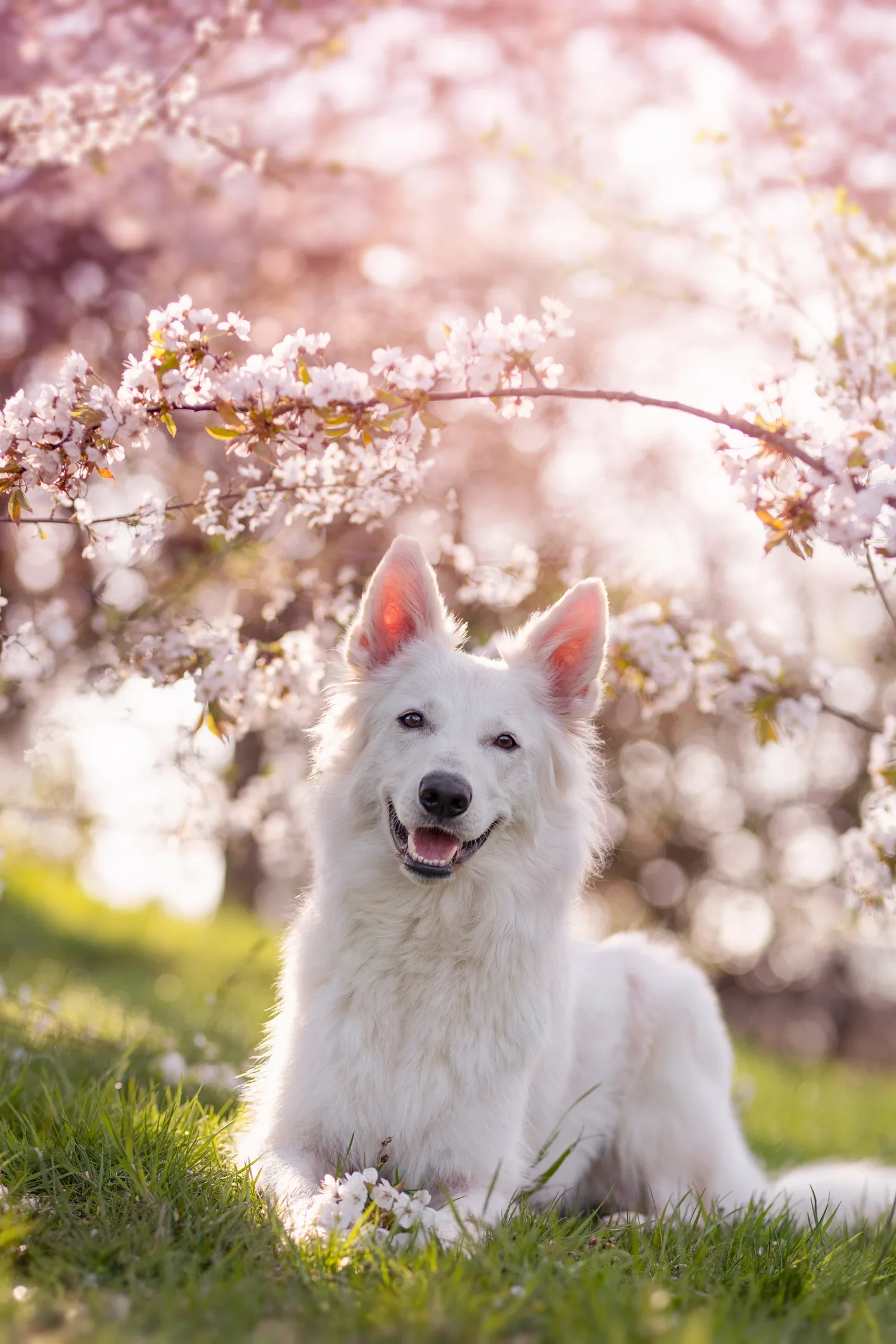 あくびや手足をなめる「犬の転位行動」とは　獣医師に聞いてみた