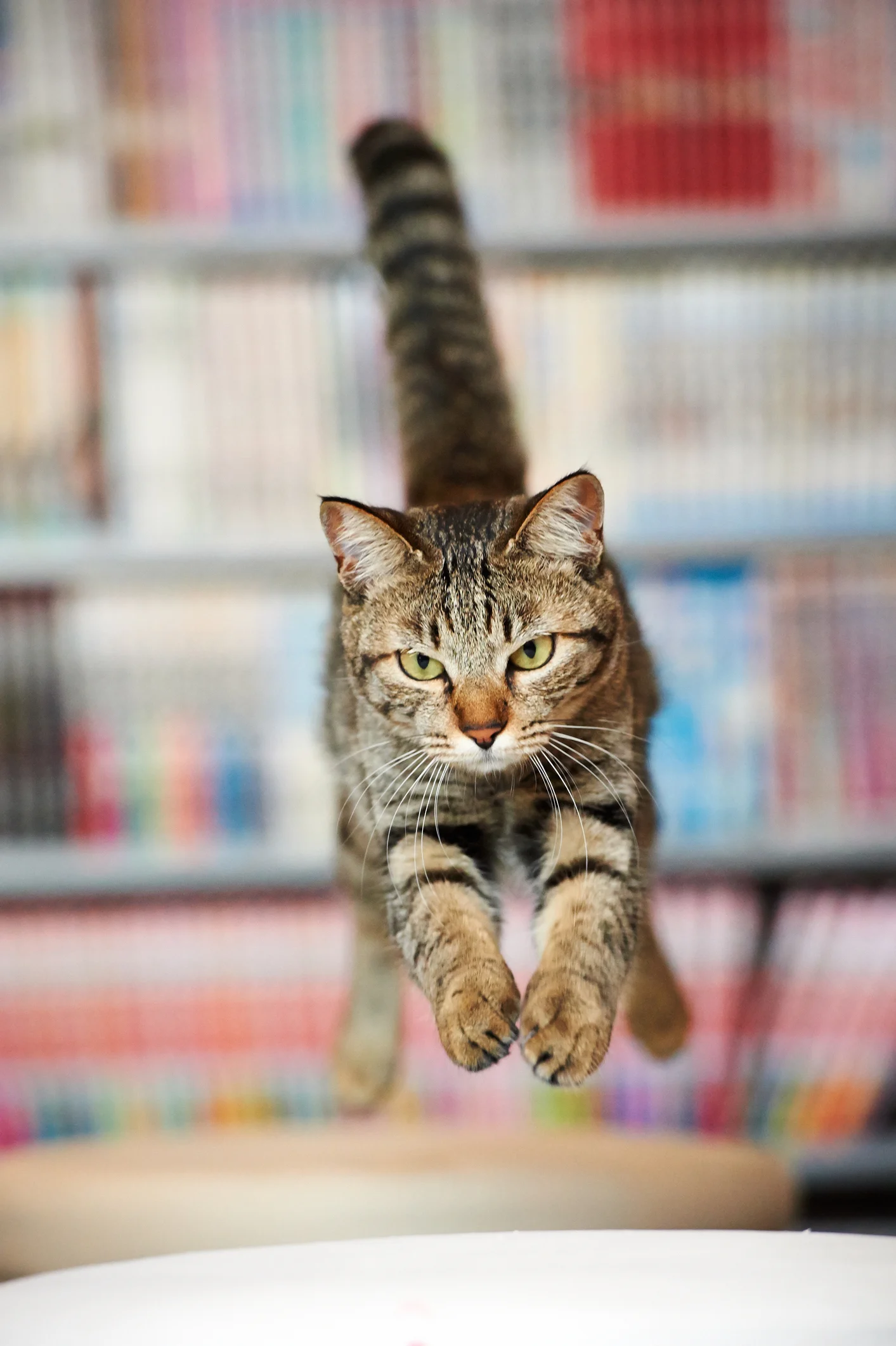Voilà pourquoi votre chat a souvent des coups de folie