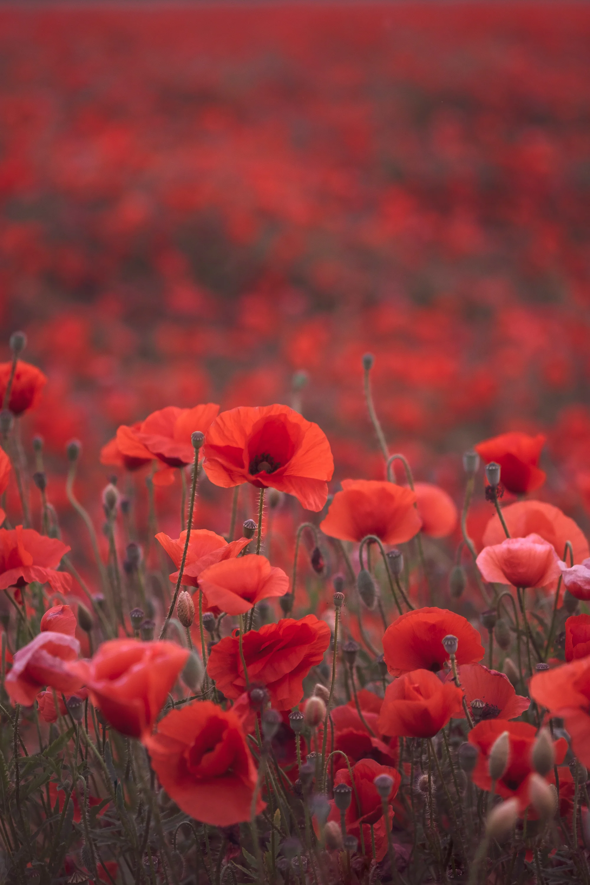 Comment planter un champ de coquelicots dans son jardin ? C’est simple.