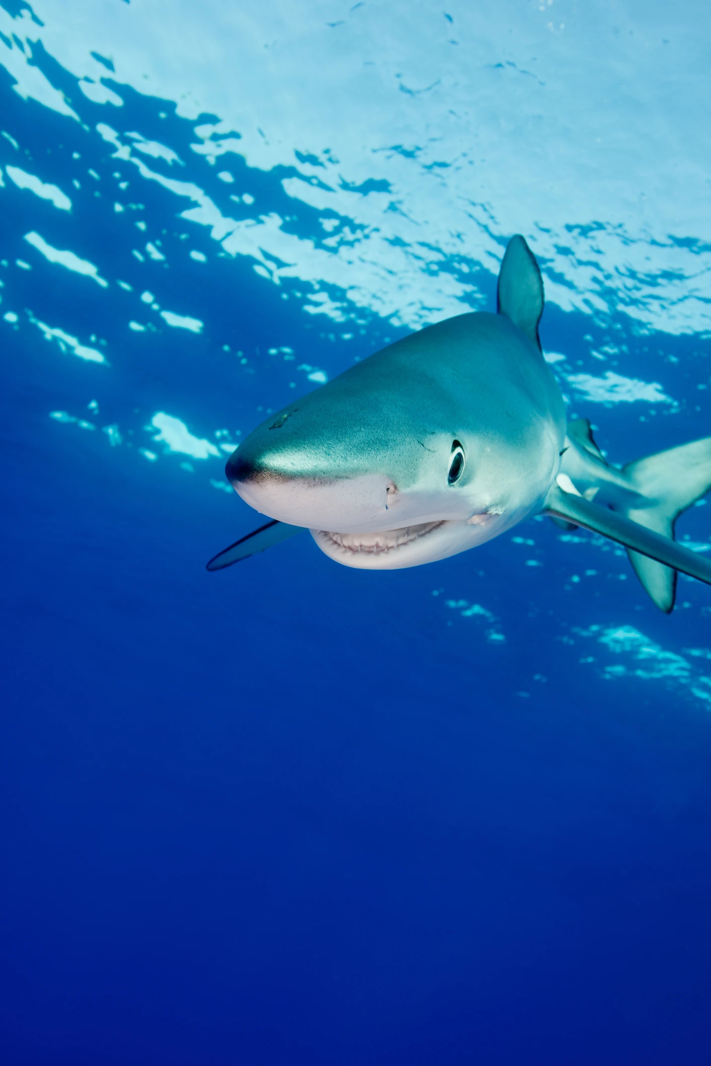 Boy, 8, finds huge tooth from prehistoric shark in South Carolina