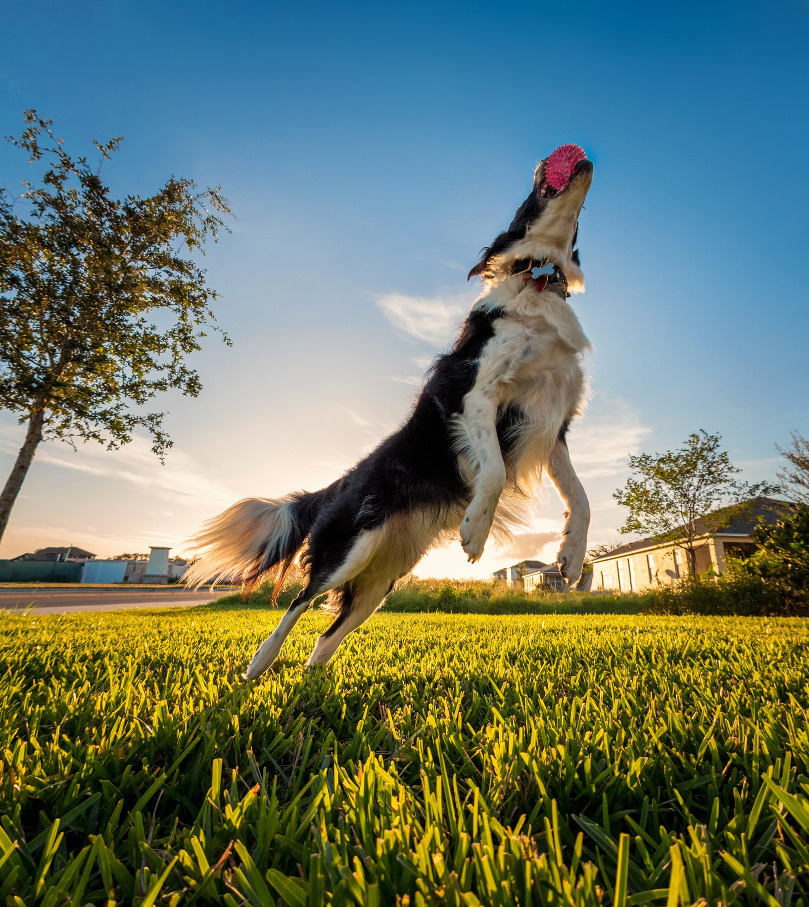 Estas son las 3 razas de perros más inteligentes