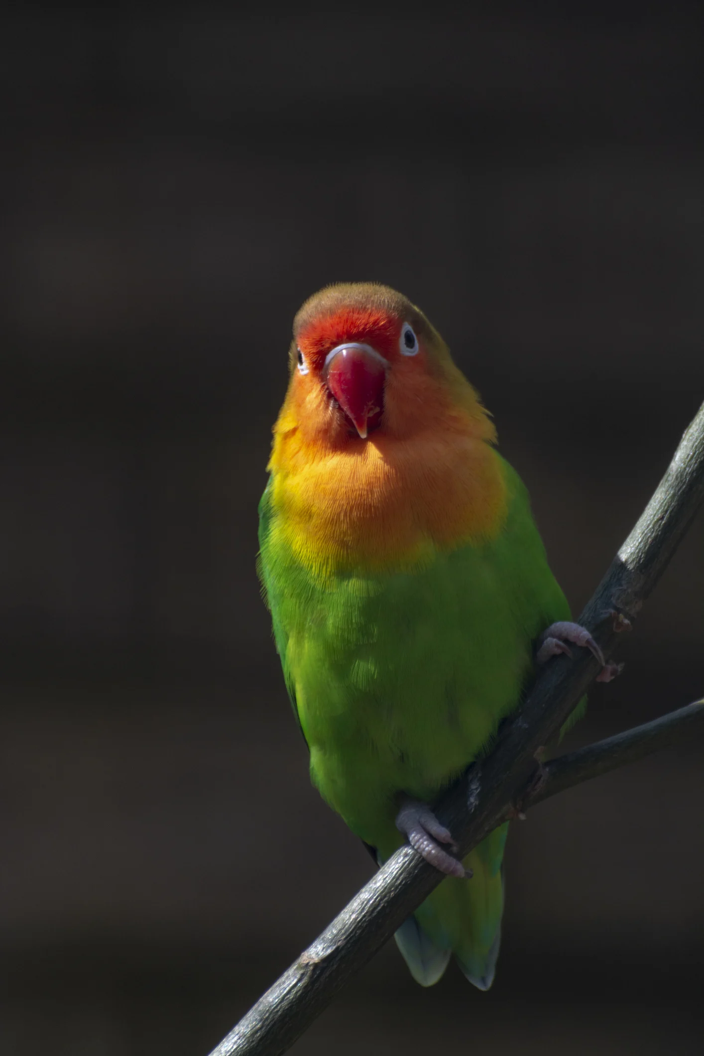 Mantener agapornis felices en casa, un reto más complejo de lo que la mayoría cree