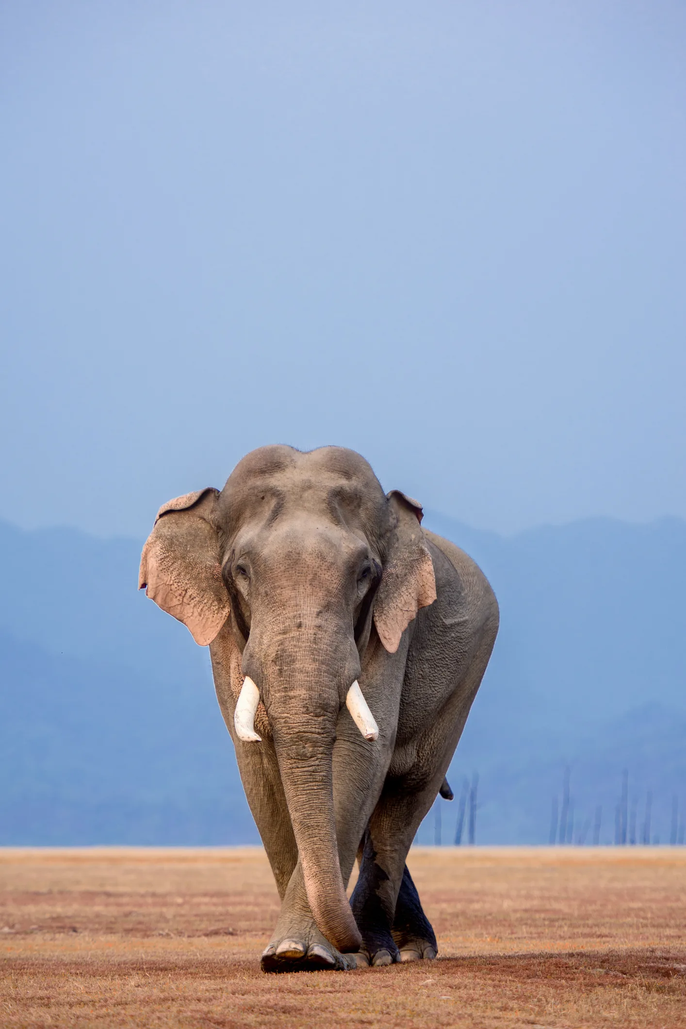 Why an elephant never forgets... its mum