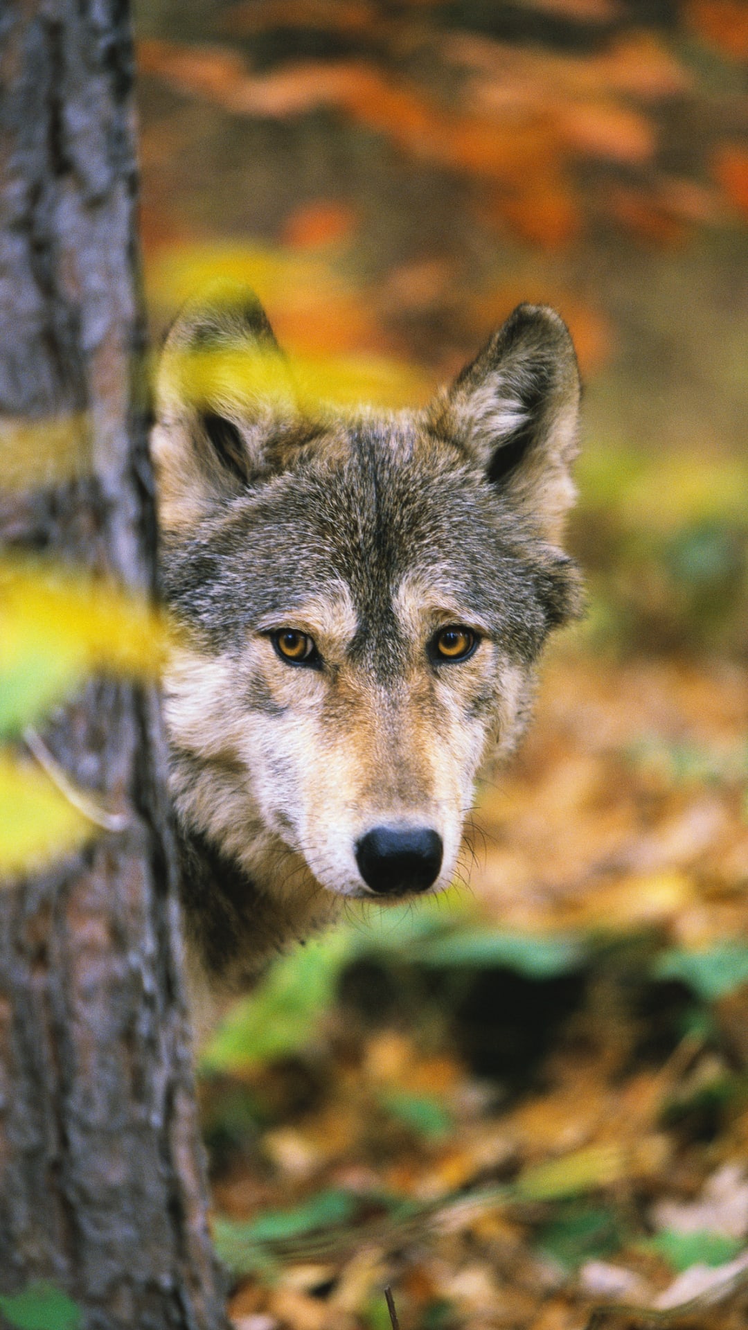 Wisconsin's grey wolves fell 30% in one year from illegal hunting