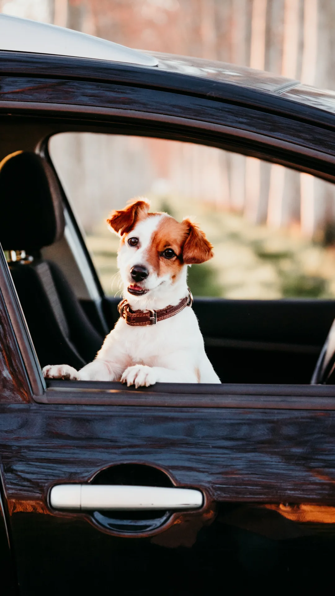 What to do if you see a dog trapped in a hot car