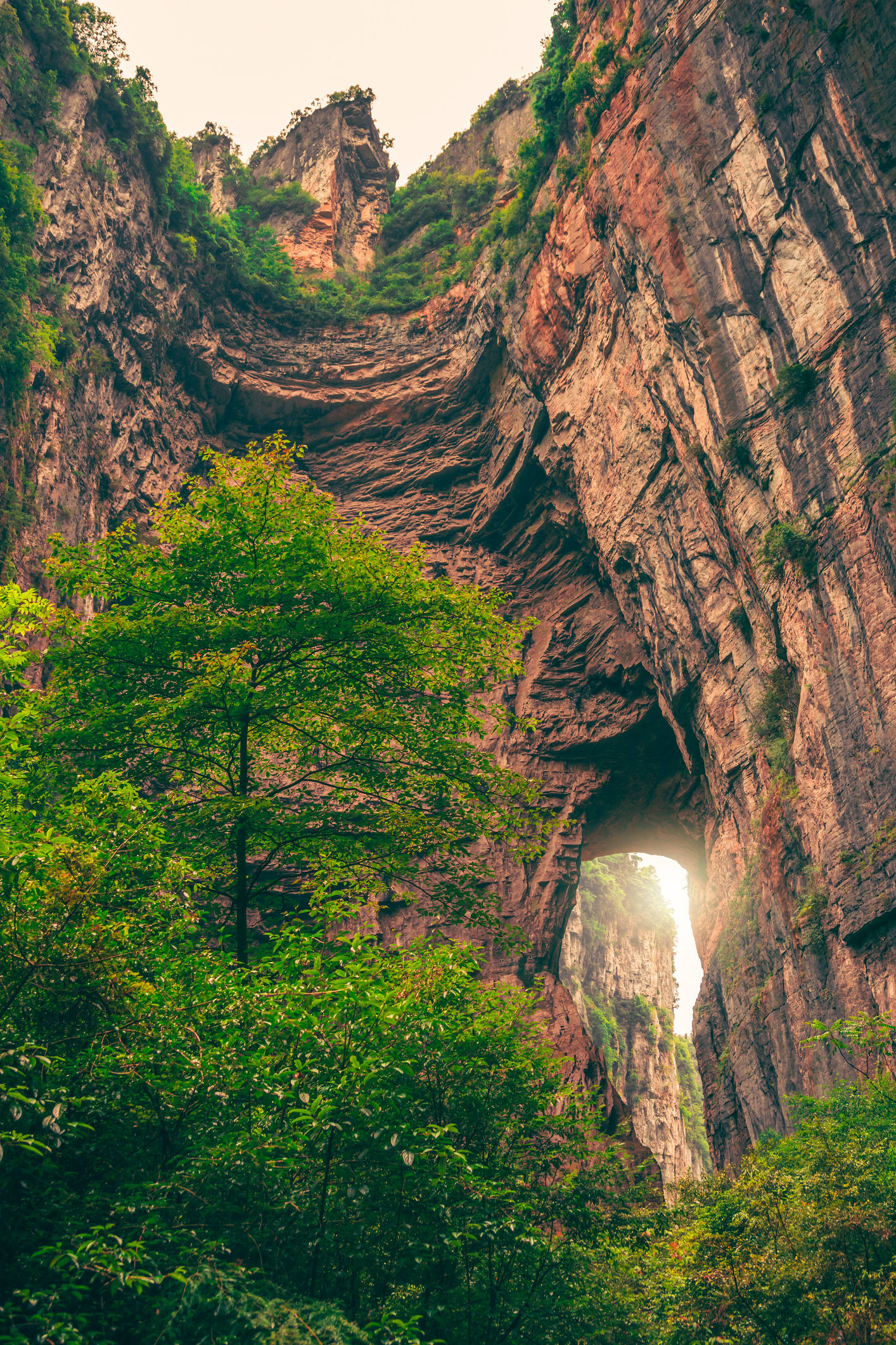 Scoperta in Cina un’antica foresta nascosta: è dentro una voragine profonda 192 metri e potrebbe ospitare un tesoro di biodiversità