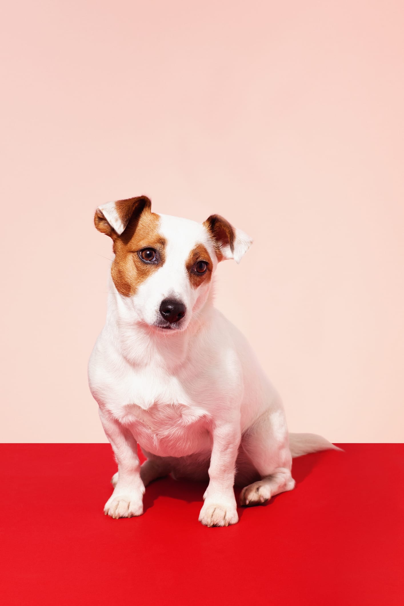 I cani percepiscono le nostre intenzioni? Risponde la scienza