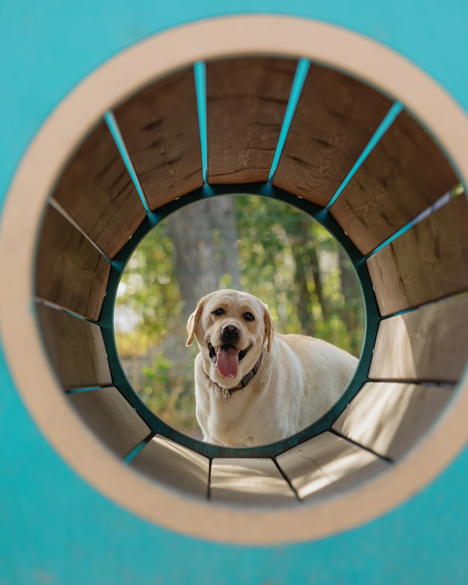 3 deportes ideales para practicar con tu mascota
