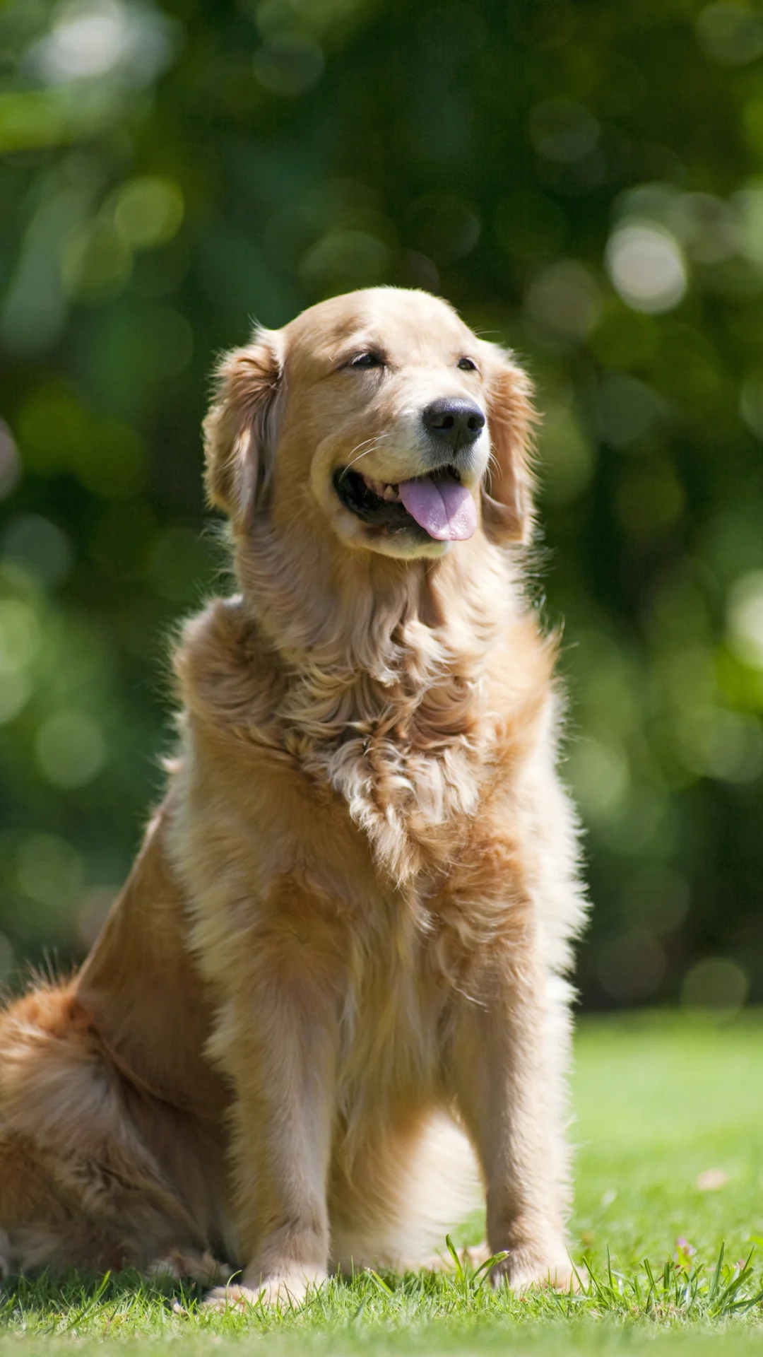 15 Best Dogs for Seniors