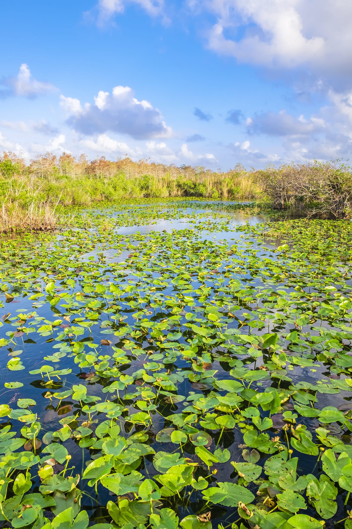 Catturato in Florida un pitone di oltre 5 metri con 122 uova nel corpo