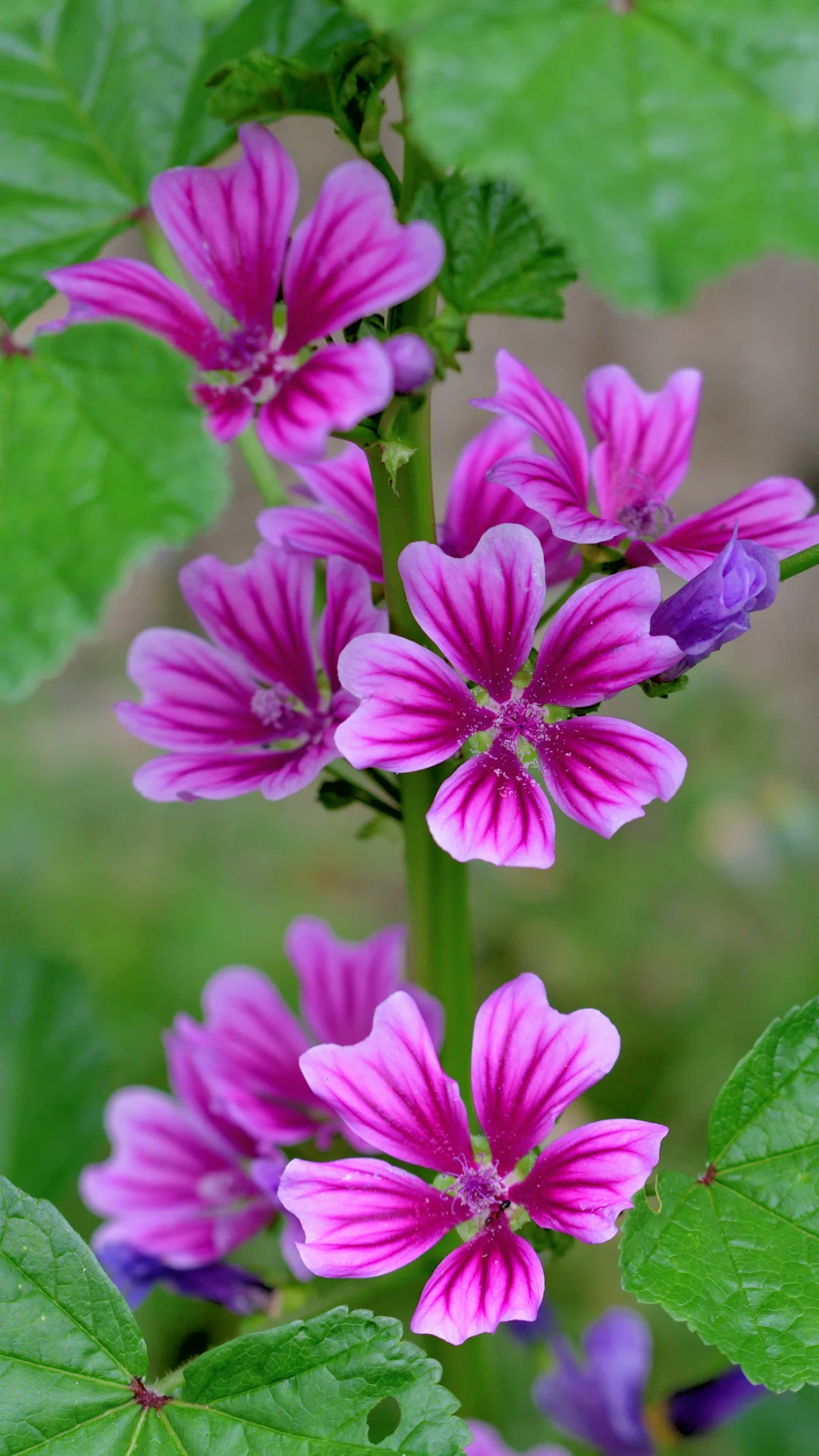 20 Best Perennials That Bloom Year After Year