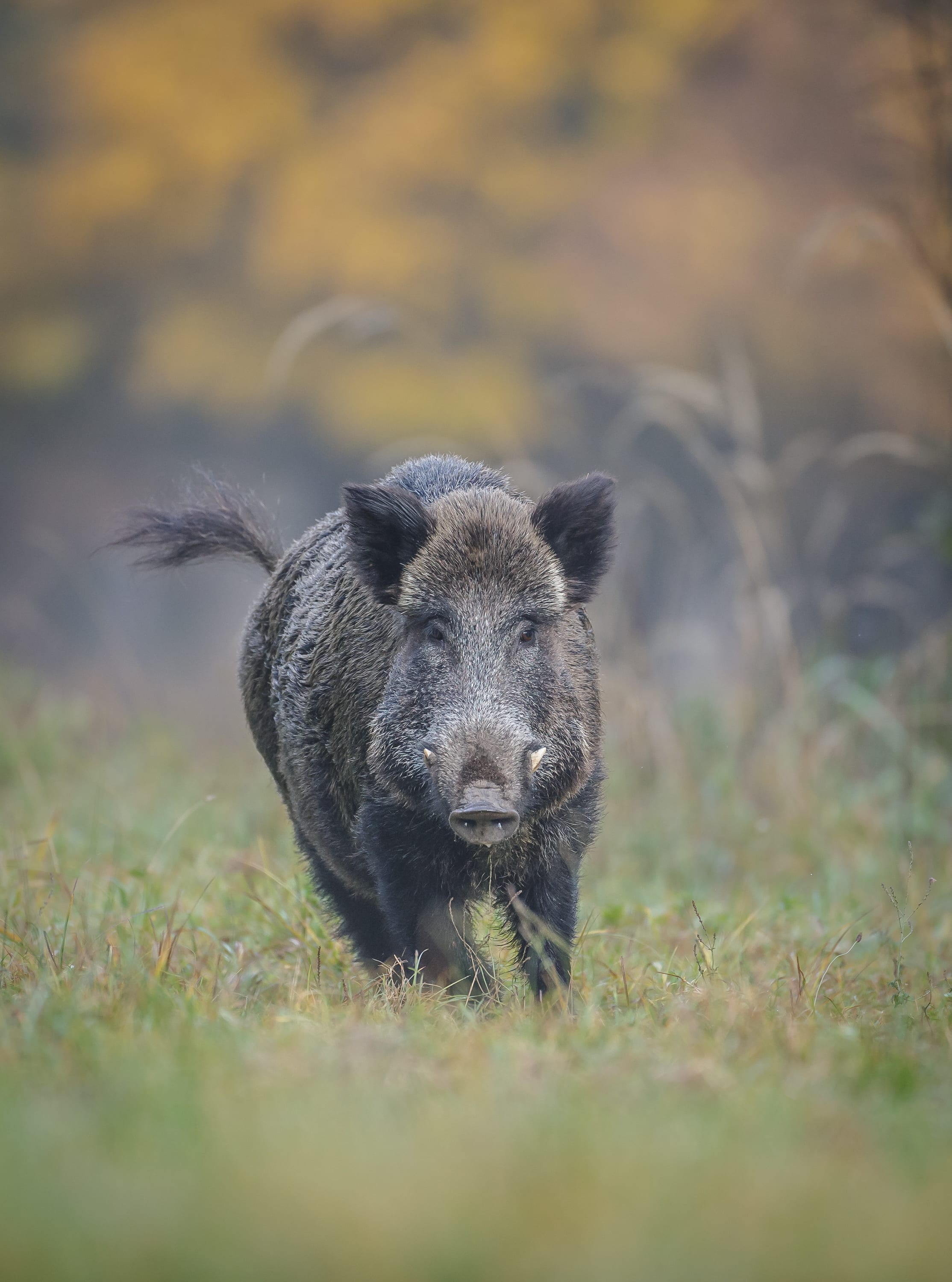 Sanglier, loup, lynx, ours… : voici comment réagir si vous croisez un animal sauvage