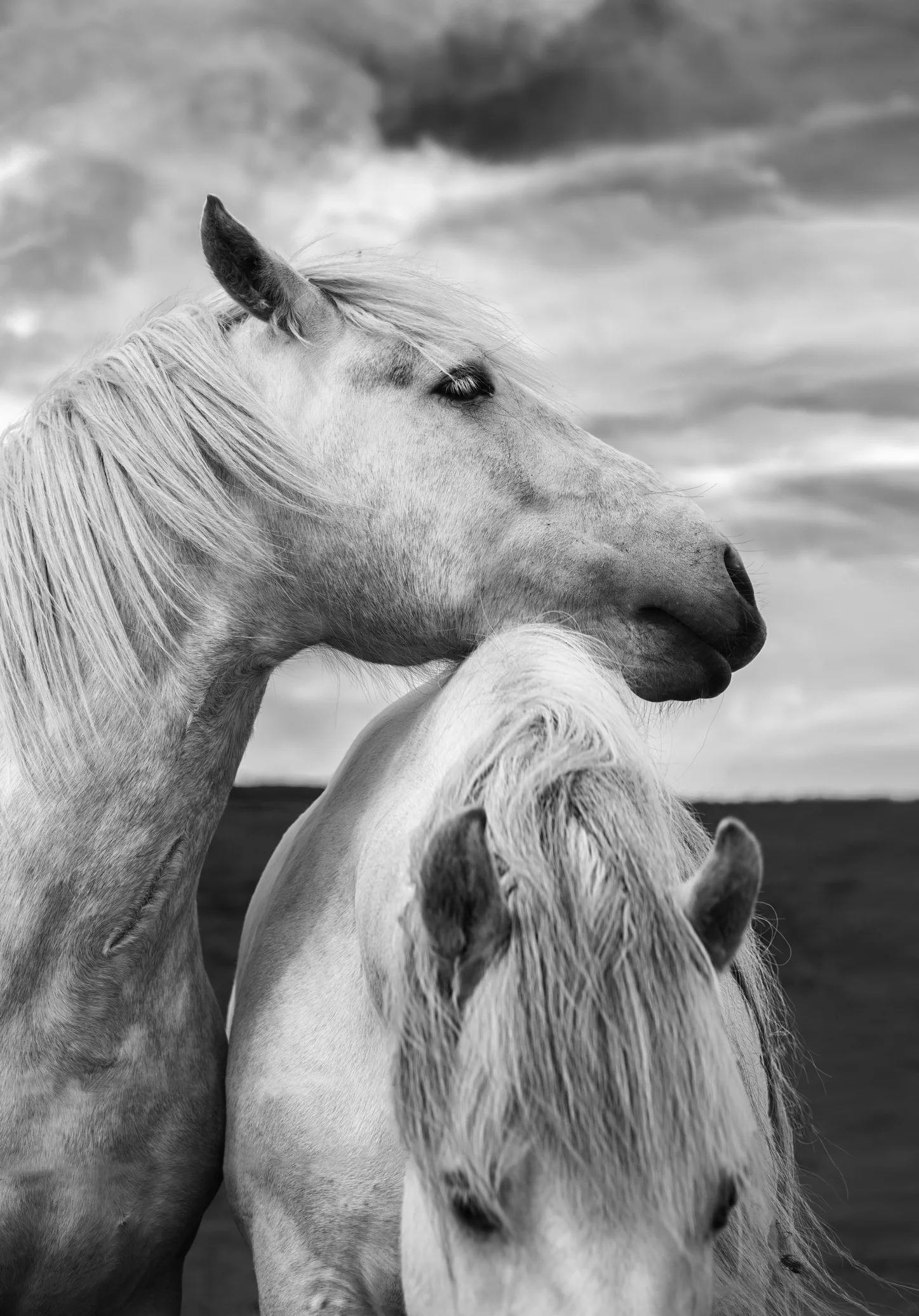 Two Blind Horses Become “Buddys” at Animal Sanctuary