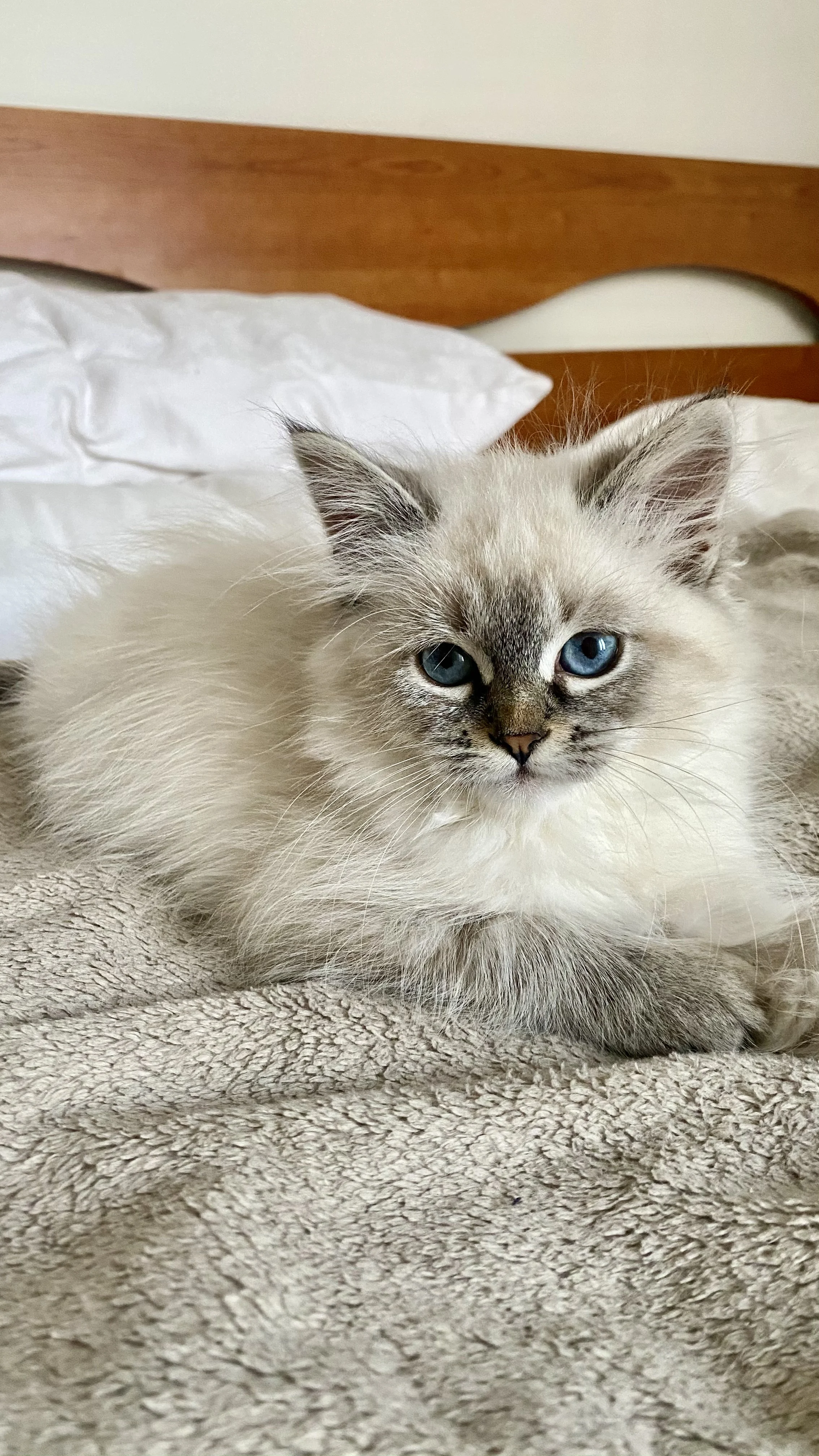 Si bulus disangka garu pipi rupanya member yang buat, 