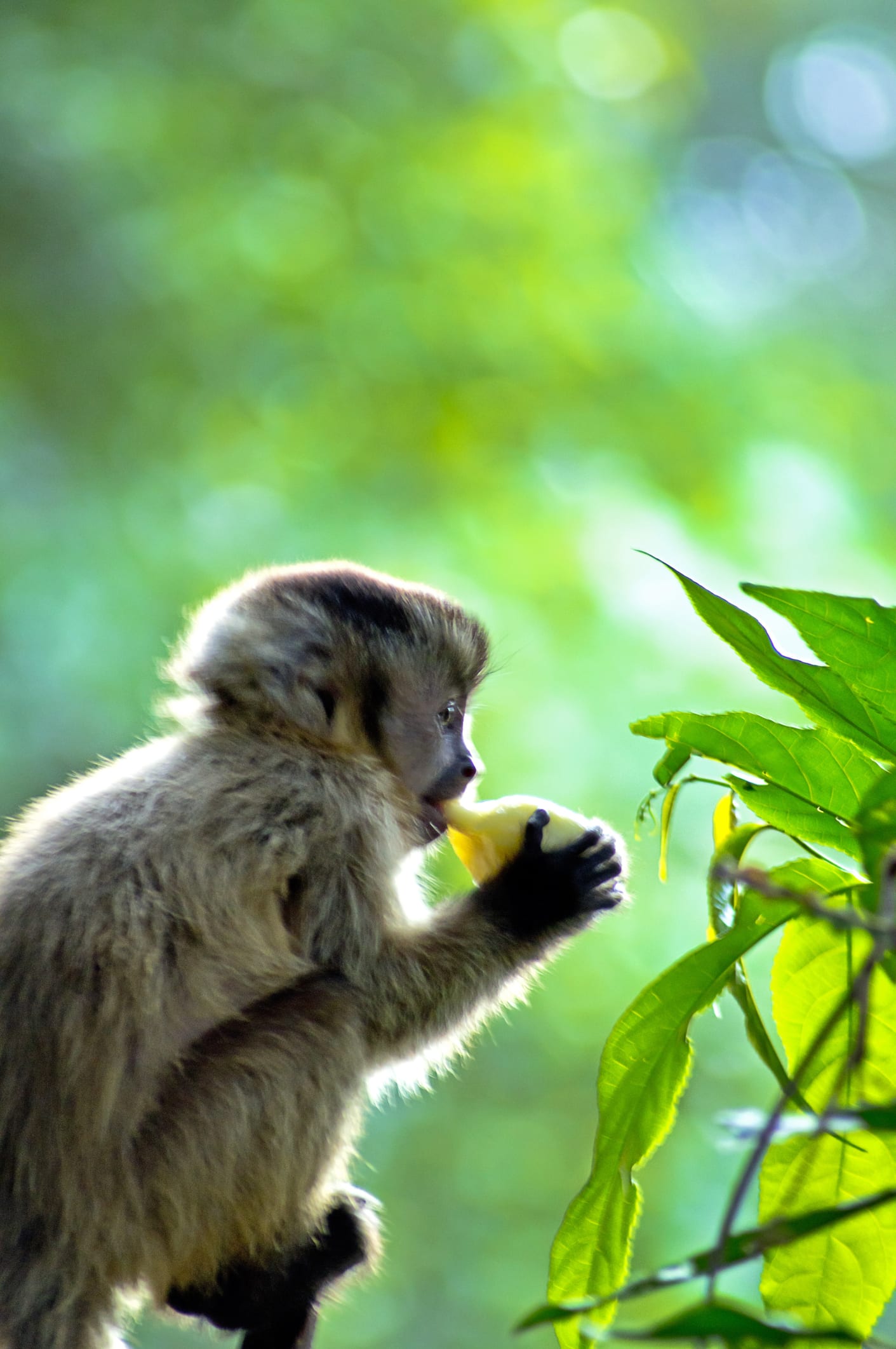 Jackfruit: How To Cook It, Plus Vegan Jackfruit Recipes