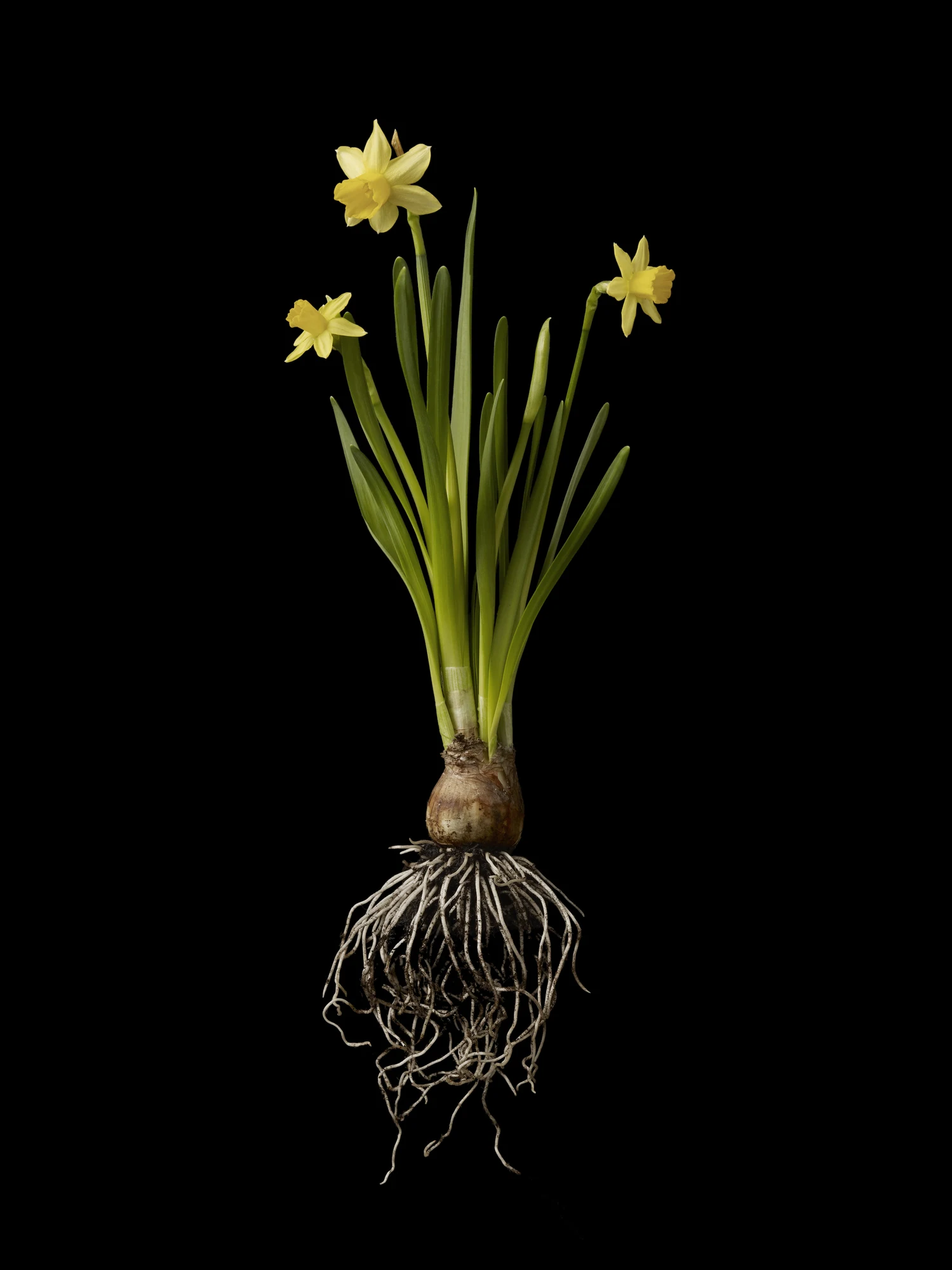 Can you find three daffodils among the spring plants in 40 seconds?