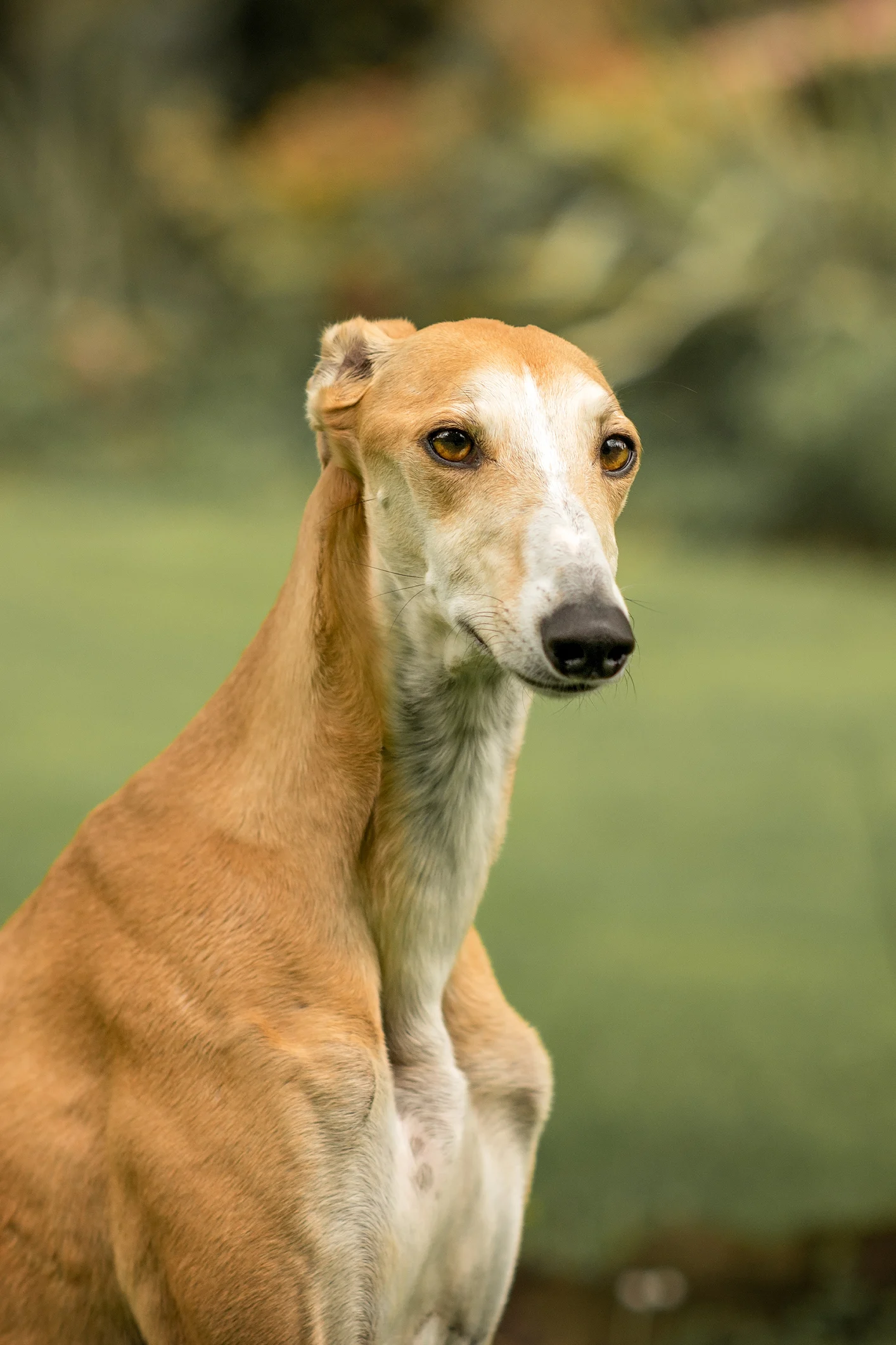 Lista de razas de perros más tranquilos