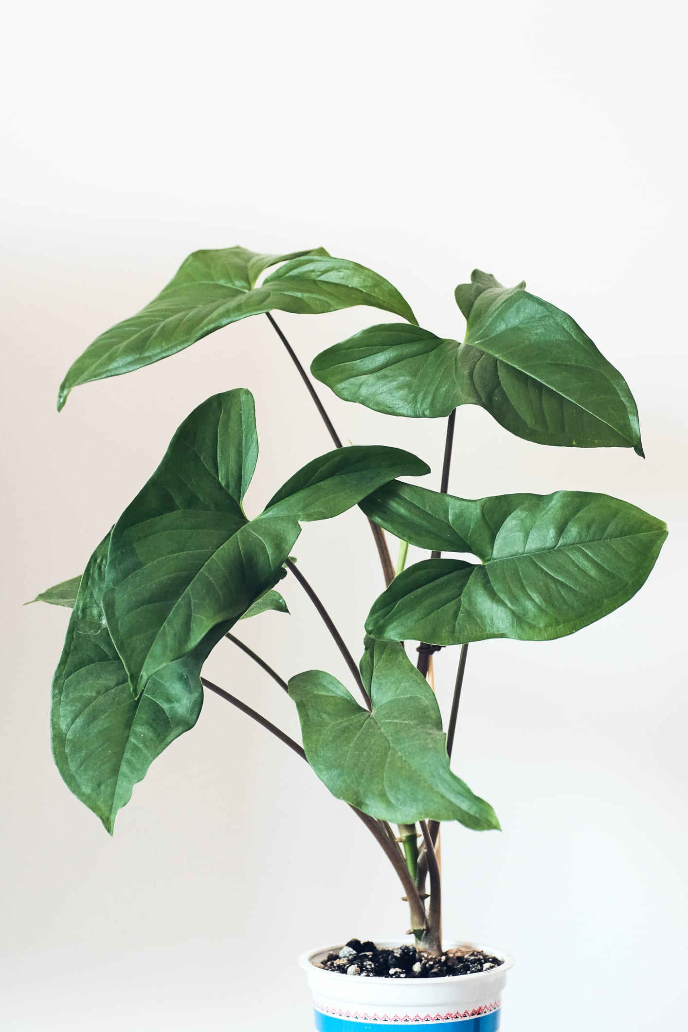 Plantas perfectas: conoce el truco que los dueños de viveros no quieren que sepas