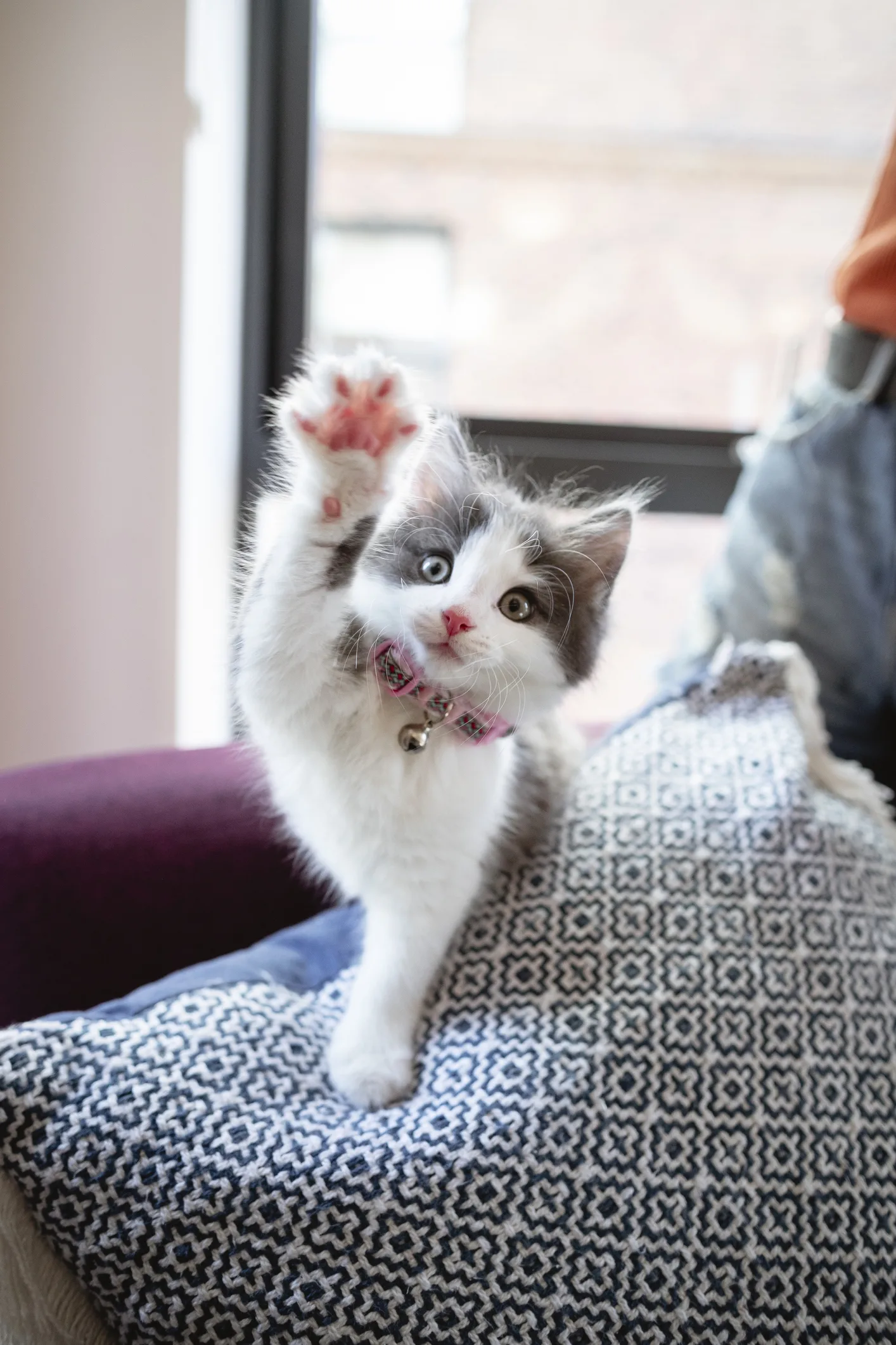 猫が朝早くに飼い主を起こしにくる理由 対処法は|獣医師が解説