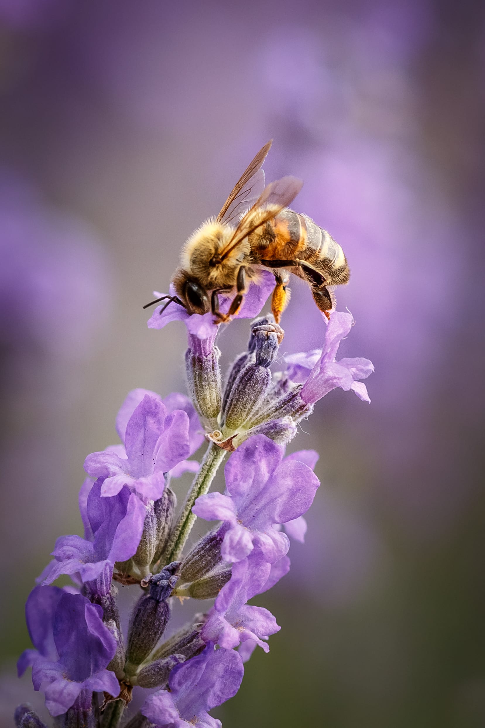 Australia is Exterminating Tens of Millions of Bees After Being Hit by Varroa Mite Plague